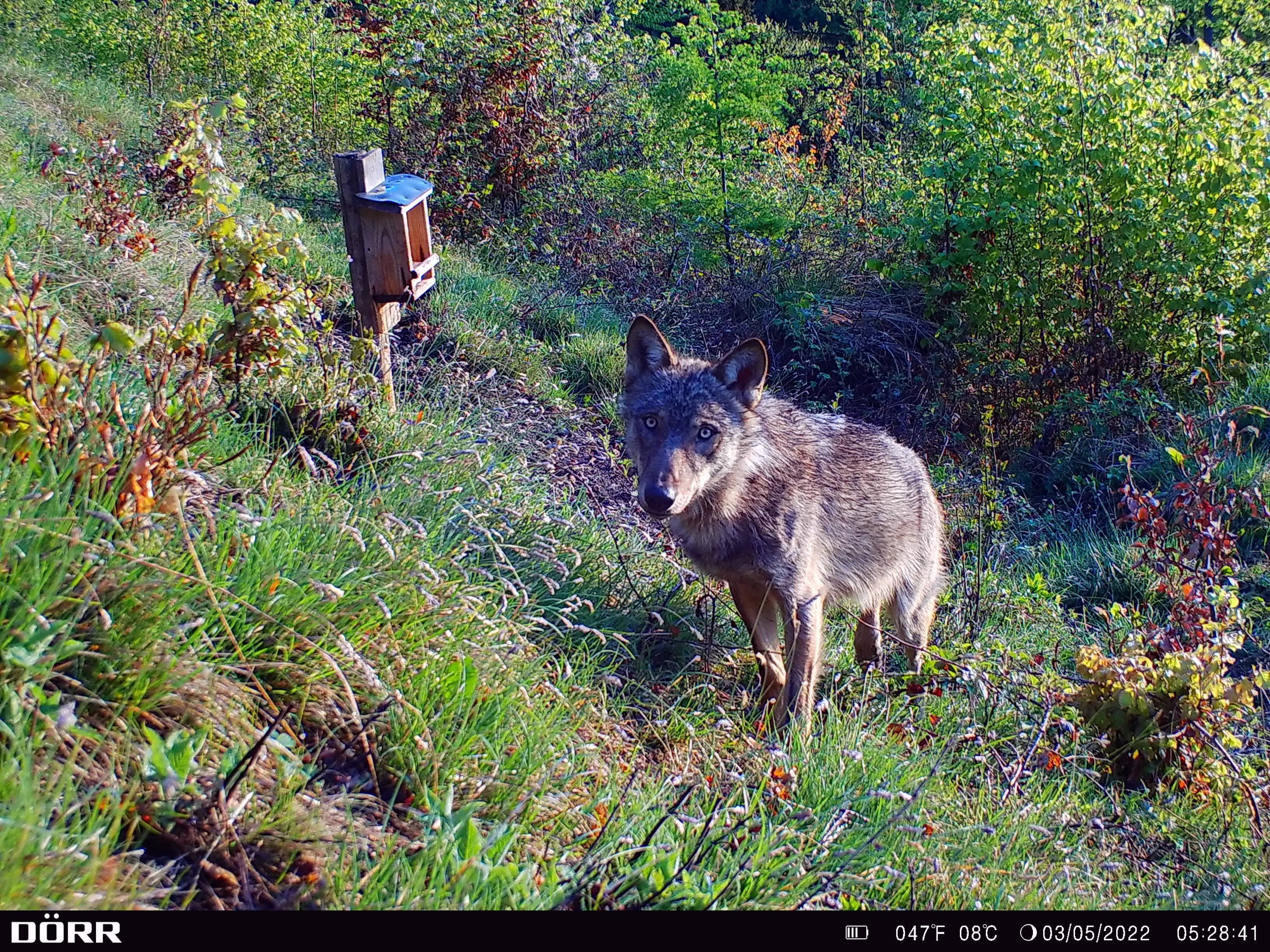 In der Steiermark - nicht weit von Graz entfernt - gab es eine Wolf-Sichtung.