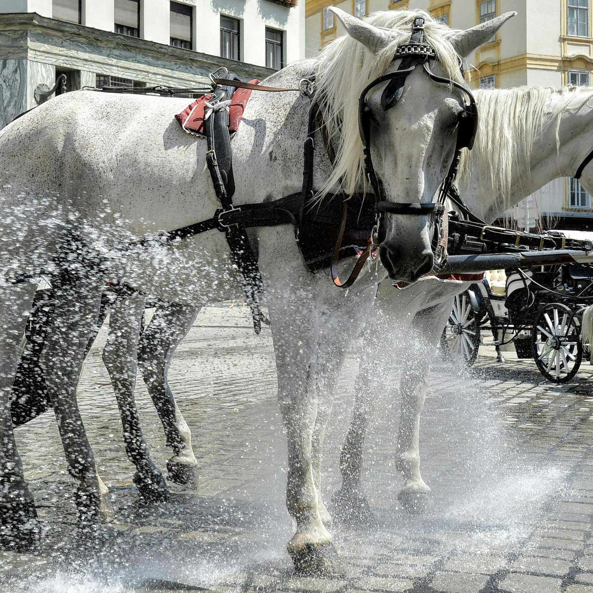 Die Petition geht gegen Fiaker in Wiens Innenstadt.