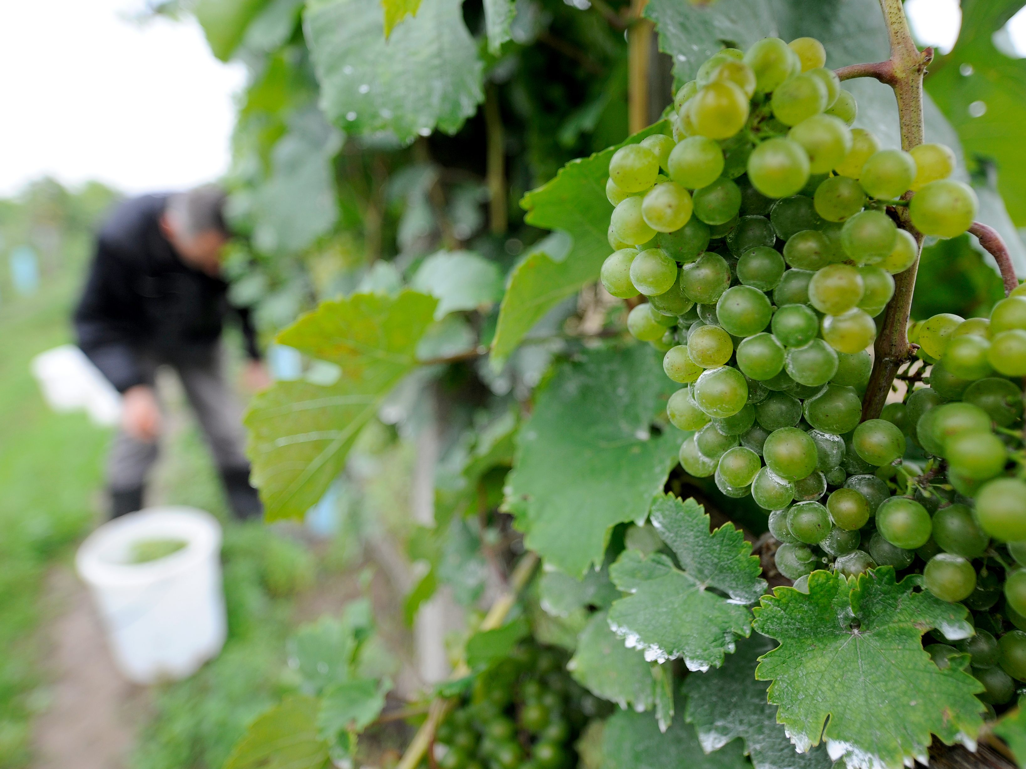 Nicht nur Weine und Heurigen hat das Weinviertel zu bieten. Die Region präsentiert sich noch bis 13. Mai Am Hof in Wien. Nicht nur Weine und Heurigen hat das Weinviertel zu bieten. Die Region präsentiert sich noch bis 13. Mai Am Hof in Wien.