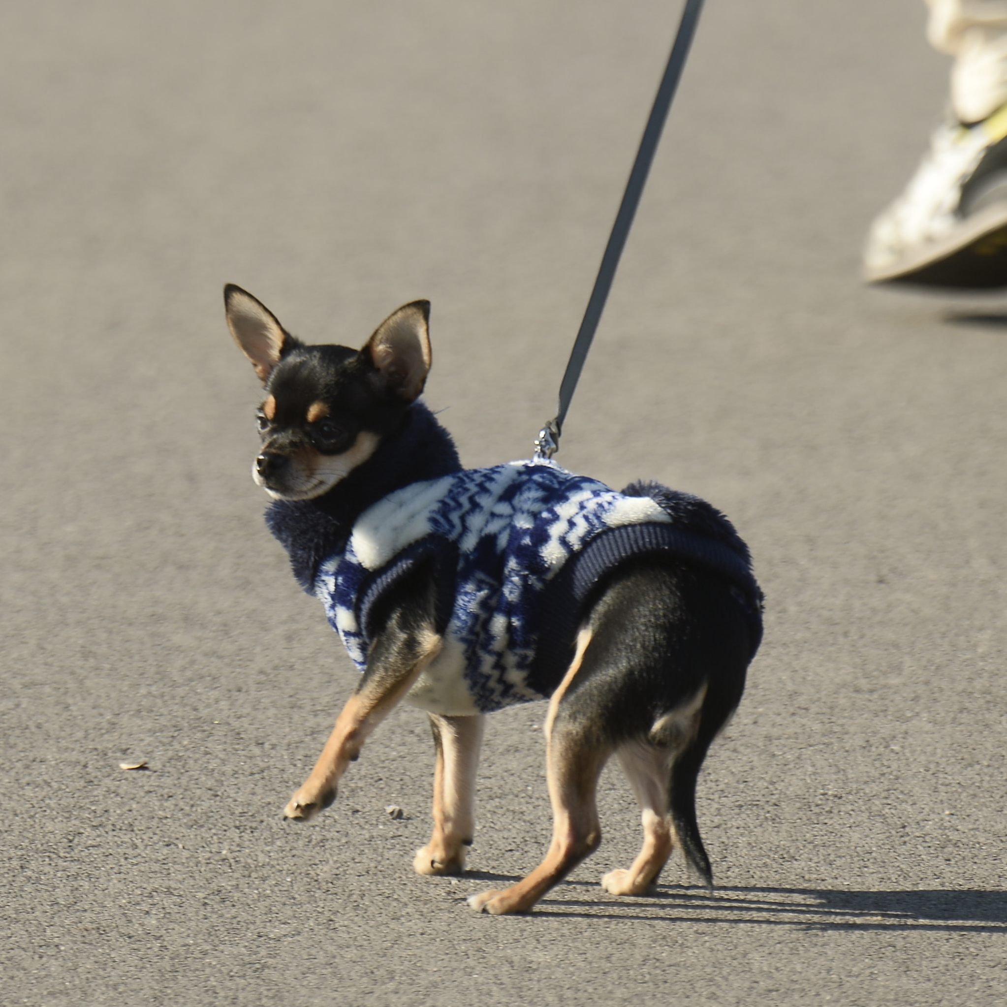 Manche Tiere leiden ihr Leben lang unter den Folgen der Zucht.