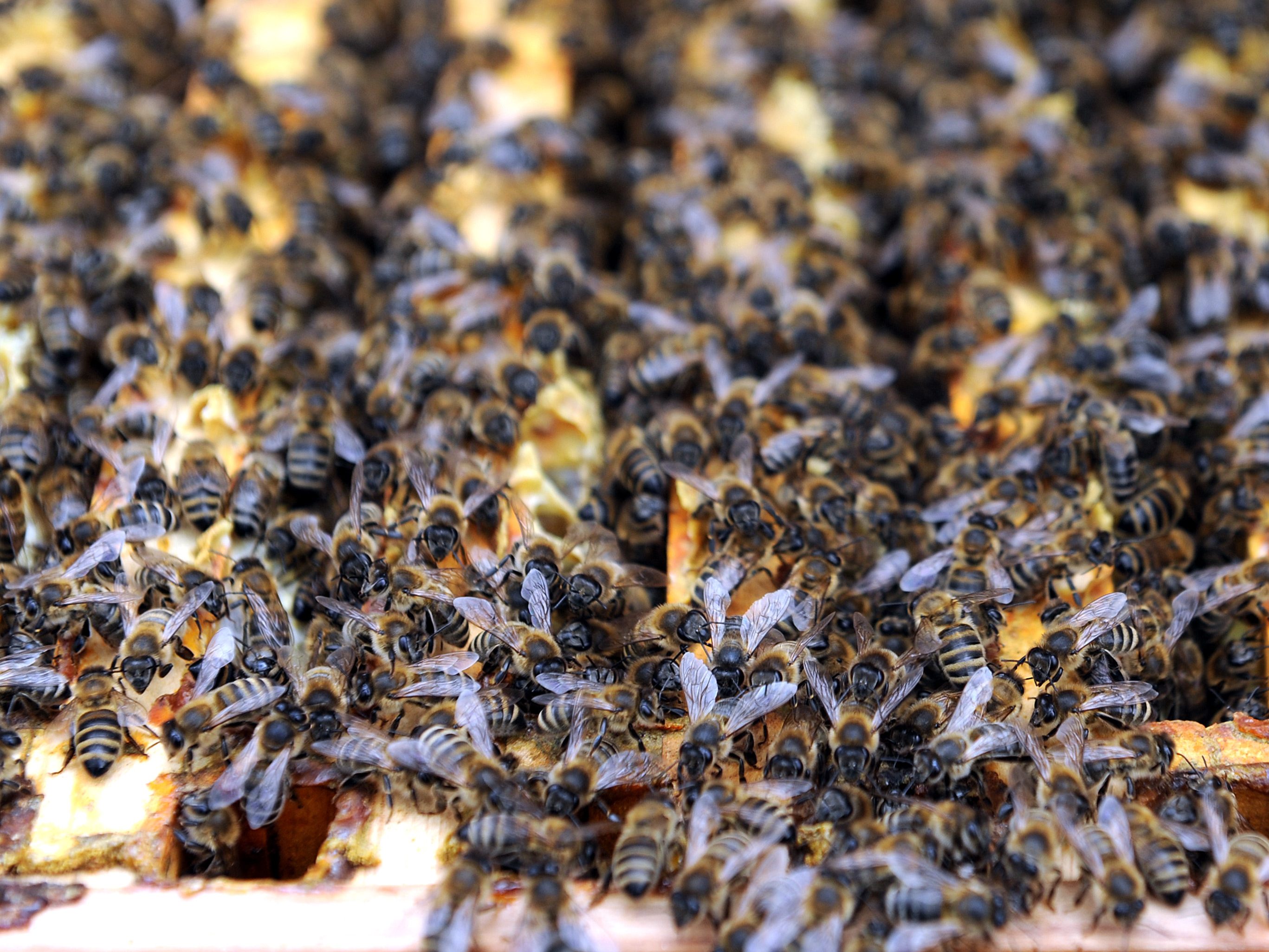 Das Bundesheer hat Bienenstöcke eröffnet Das Bundesheer hat Bienenstöcke eröffnet
