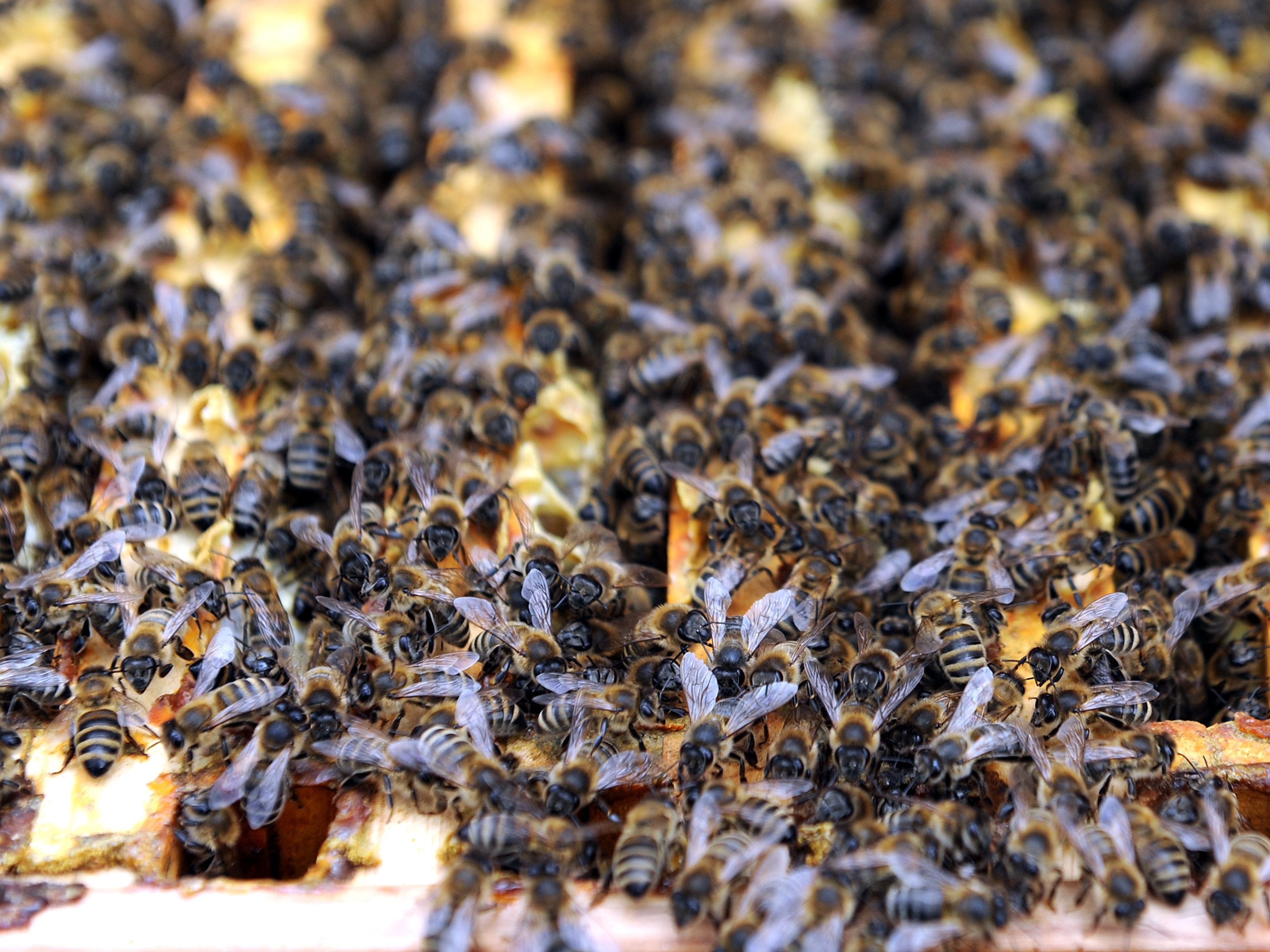 Das Bundesheer hat Bienenstöcke eröffnet