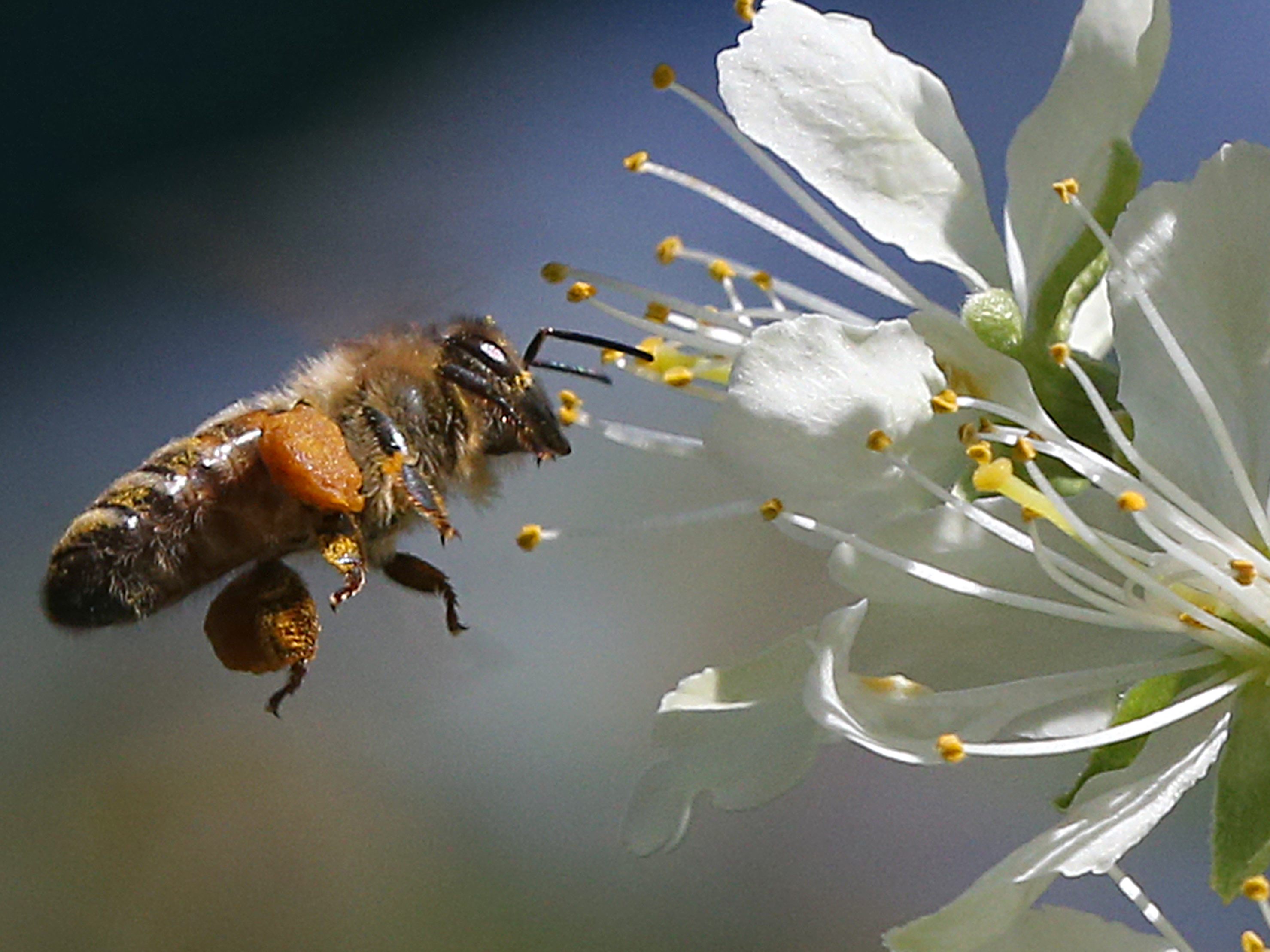 Die Umweltberatung gibt Tipps, wie man seinen Balkon oder Garten zum Insektenparadies machen kann.