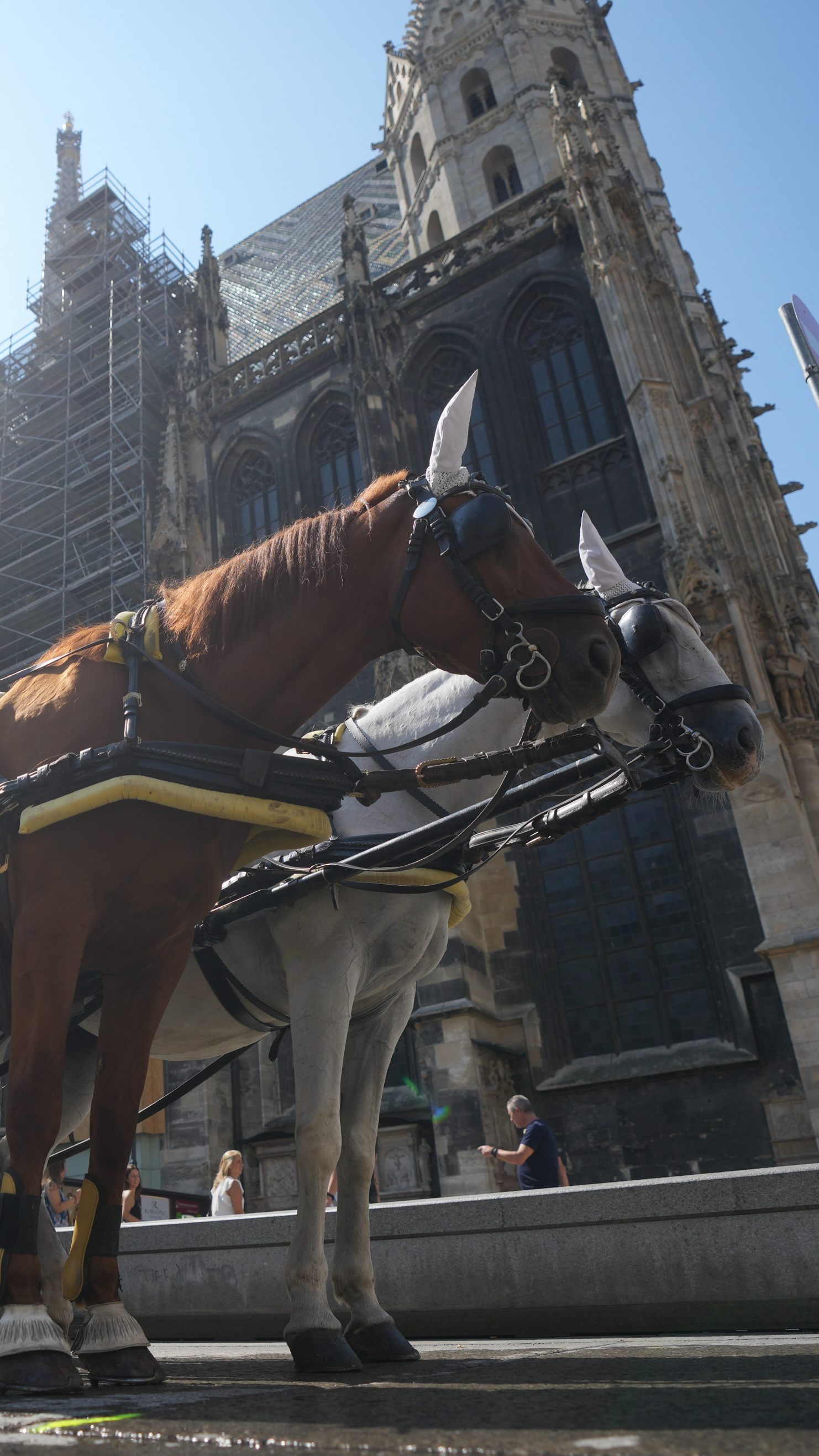 Der Verein gegen Tierfabriken fordert nach dem Fiaker-Unfall am Samstag ein Aus für Fiaker in Wien.