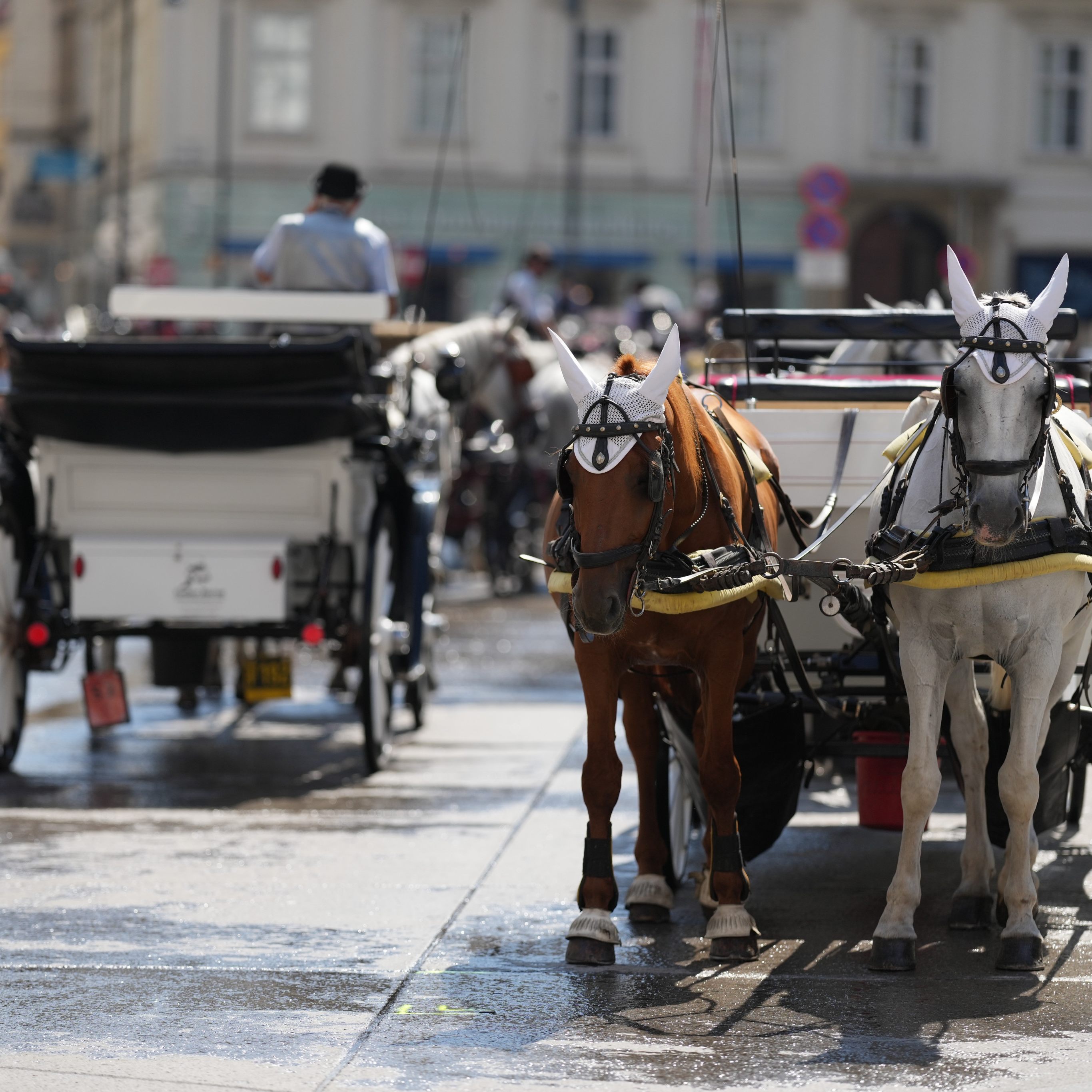 Aus für Fiaker in Wien? Rauch will über Verbot nachdenken.