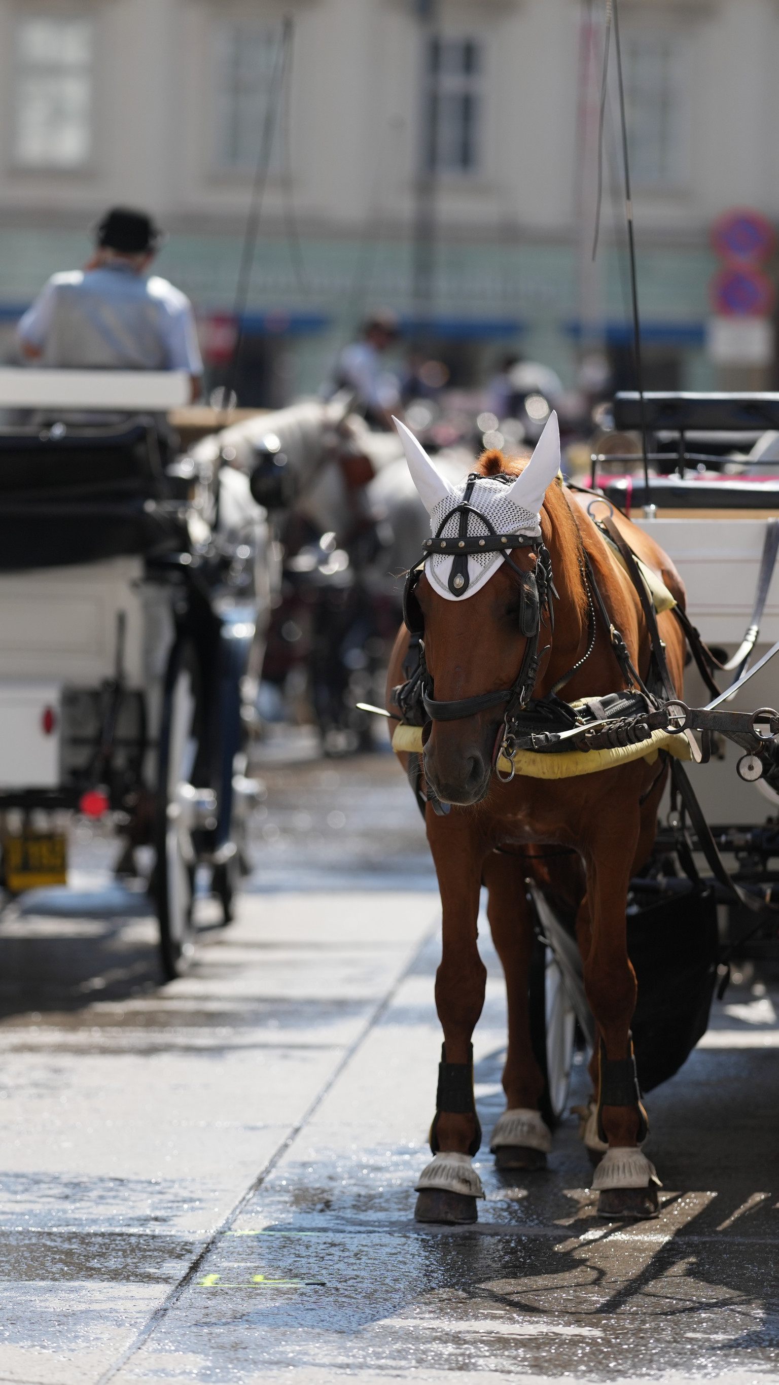 Aus für Fiaker in Wien? Rauch will über Verbot nachdenken.