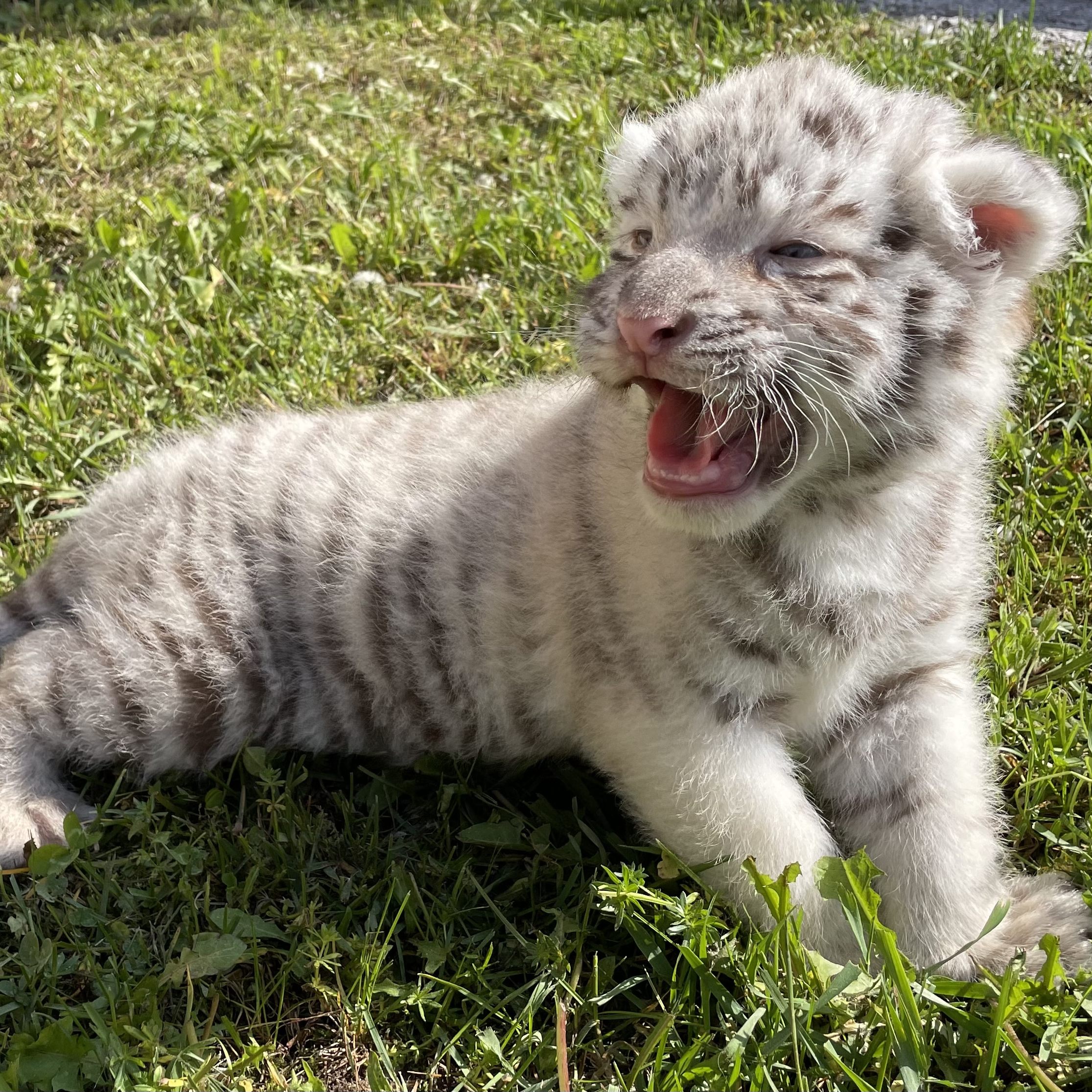 Weißer Zoo in NÖ: Weißer Königstiger geboren.