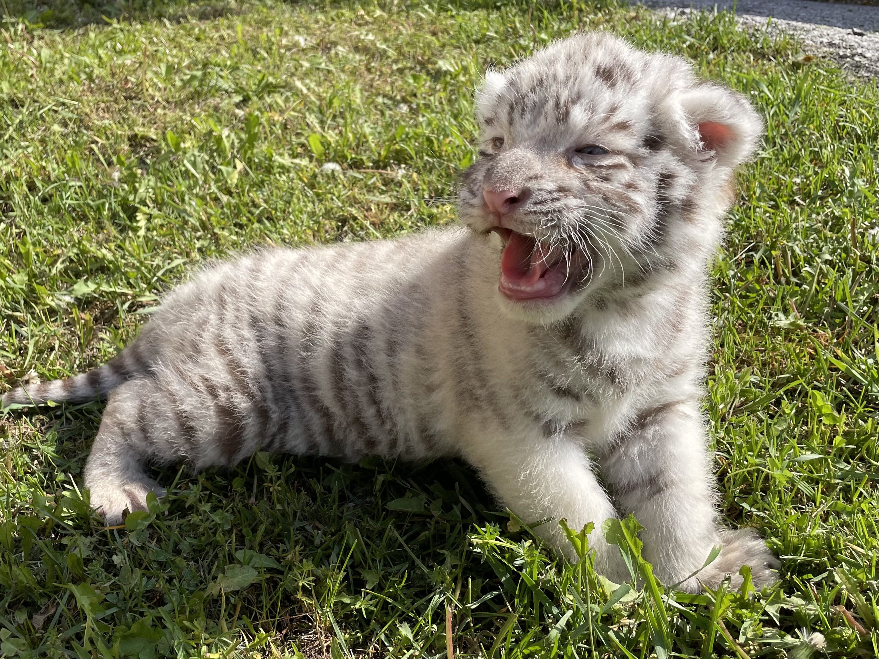 Weißer Zoo in NÖ: Weißer Königstiger geboren.