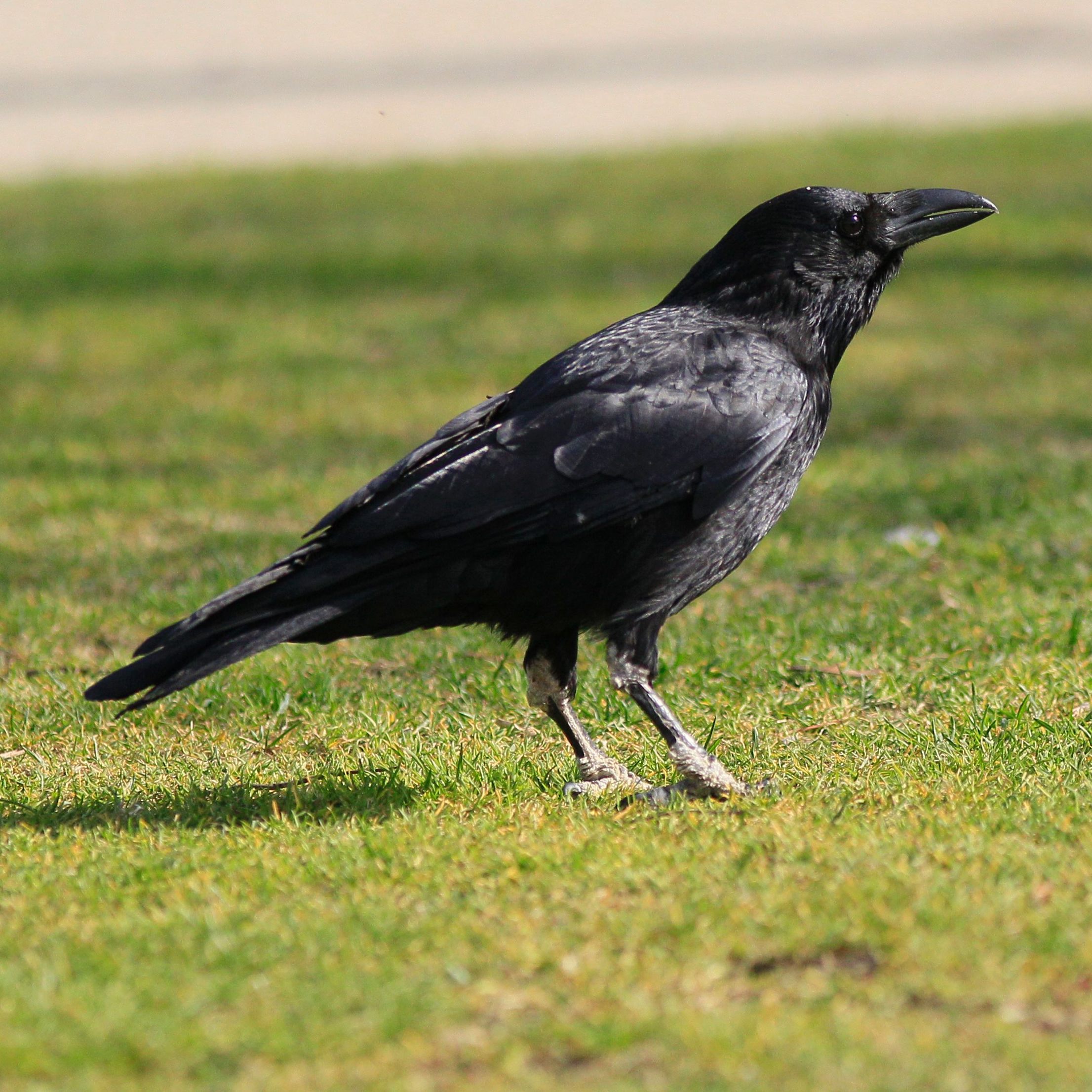 Rabe oder Krähe? Erkennen Sie den Unterschied?