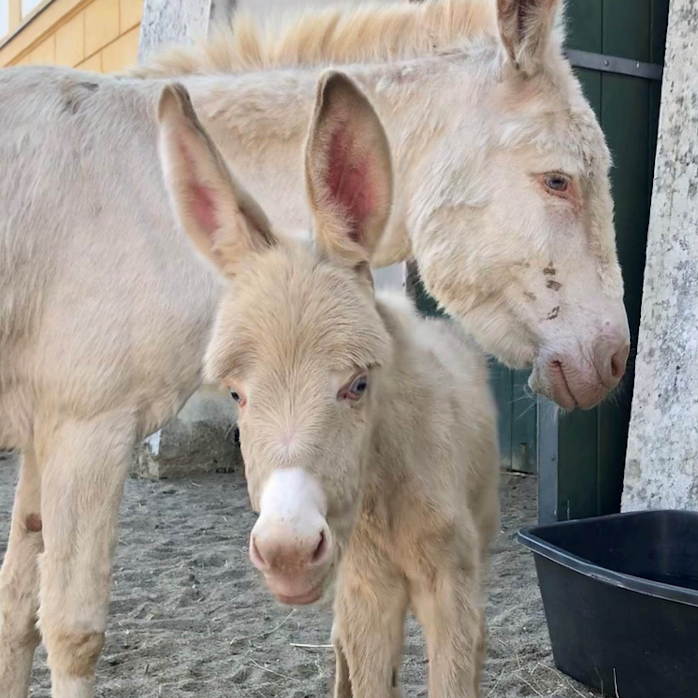 Dieses Barockeselfohlen entzückt momentan auf Schloss Hof