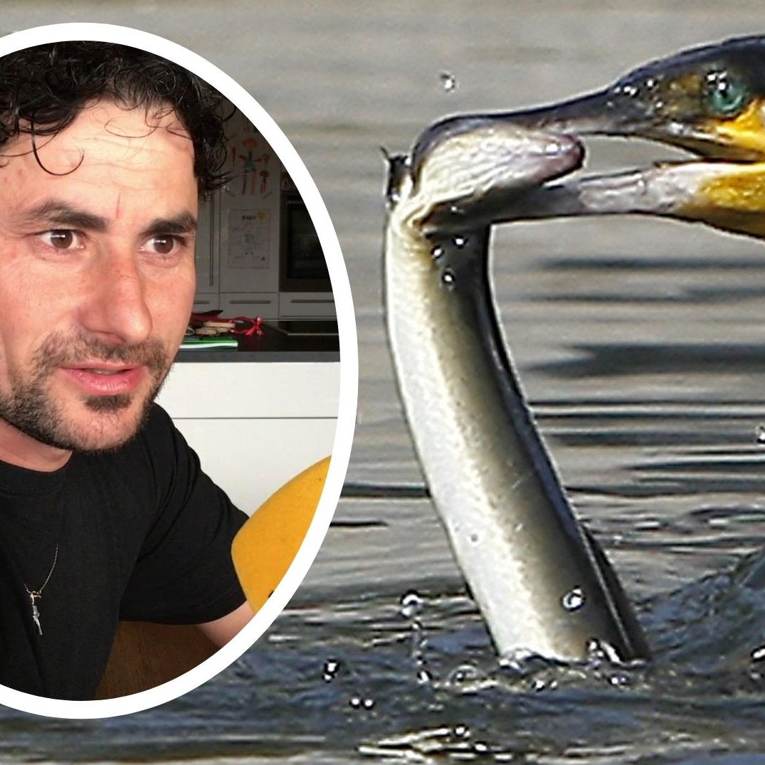 Der Kormoran hat wenig Freunde am Bodensee - im Bild der Berufsfischer Franz Blum aus Fußach.