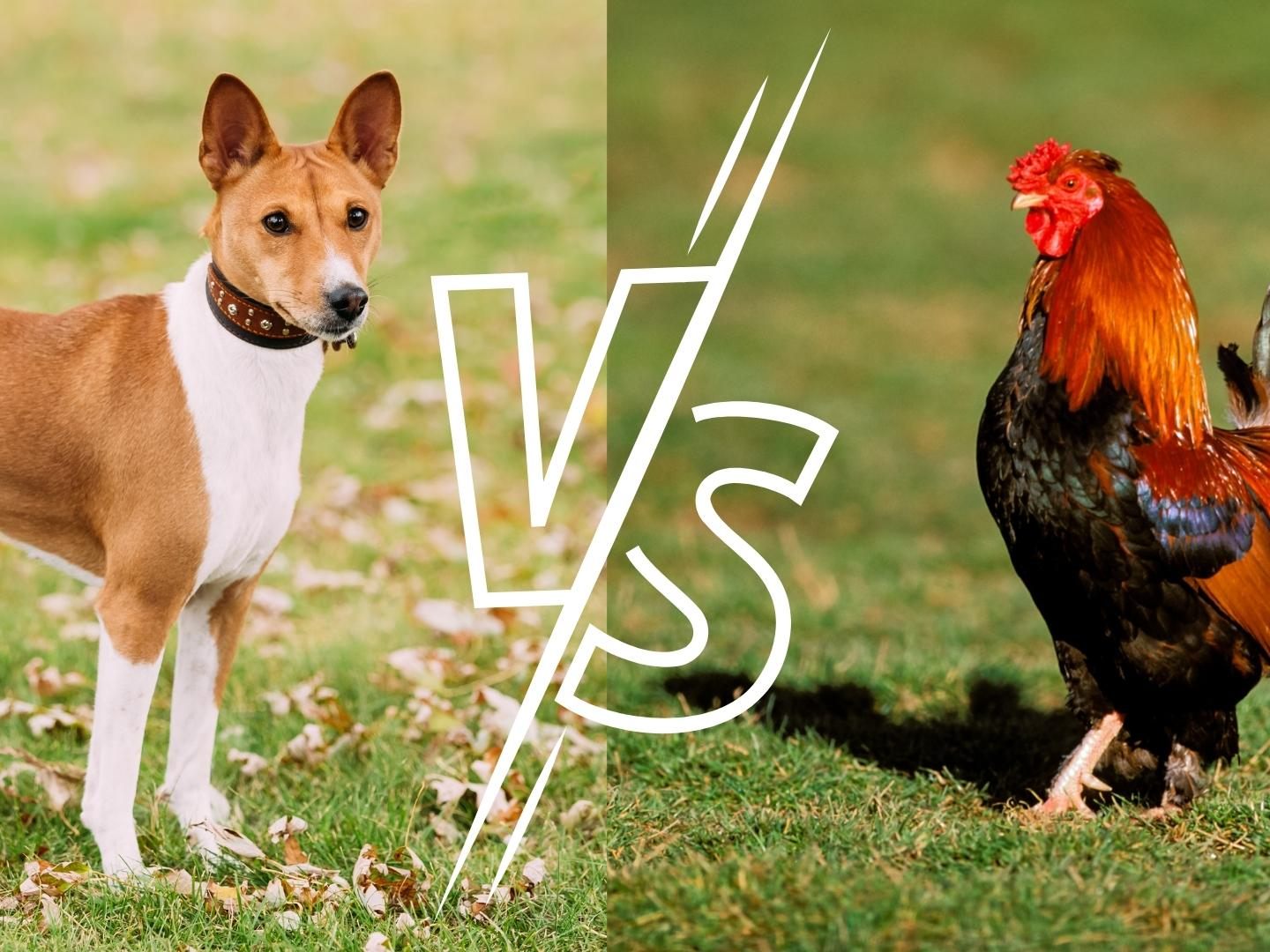 Hund vs. Hahn.