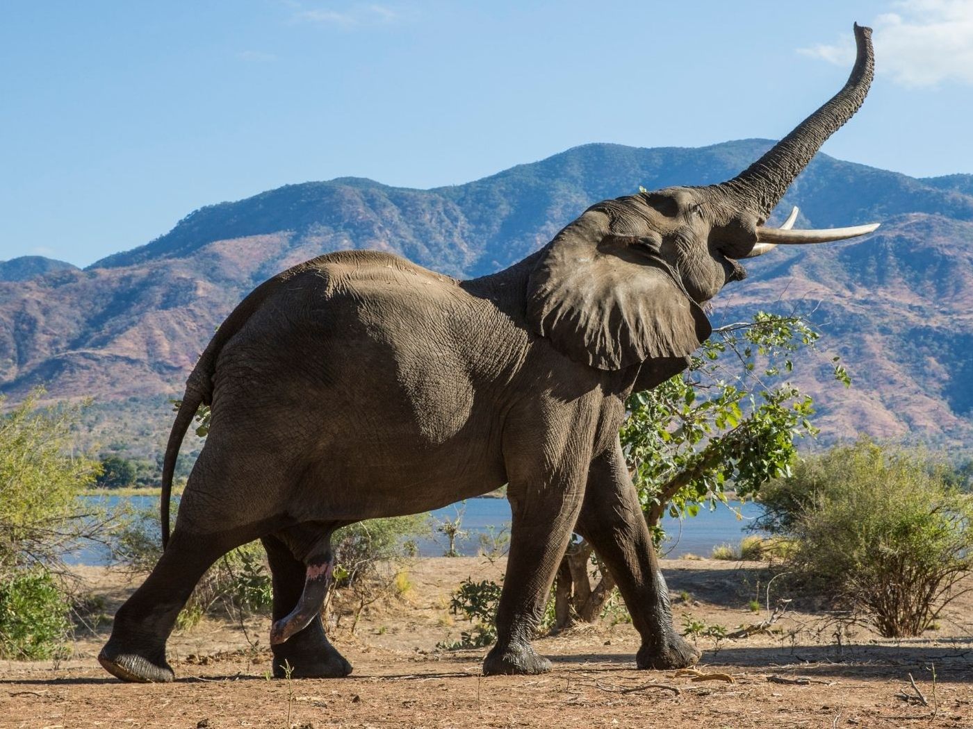 Kann ein Elefant eine Person sein?