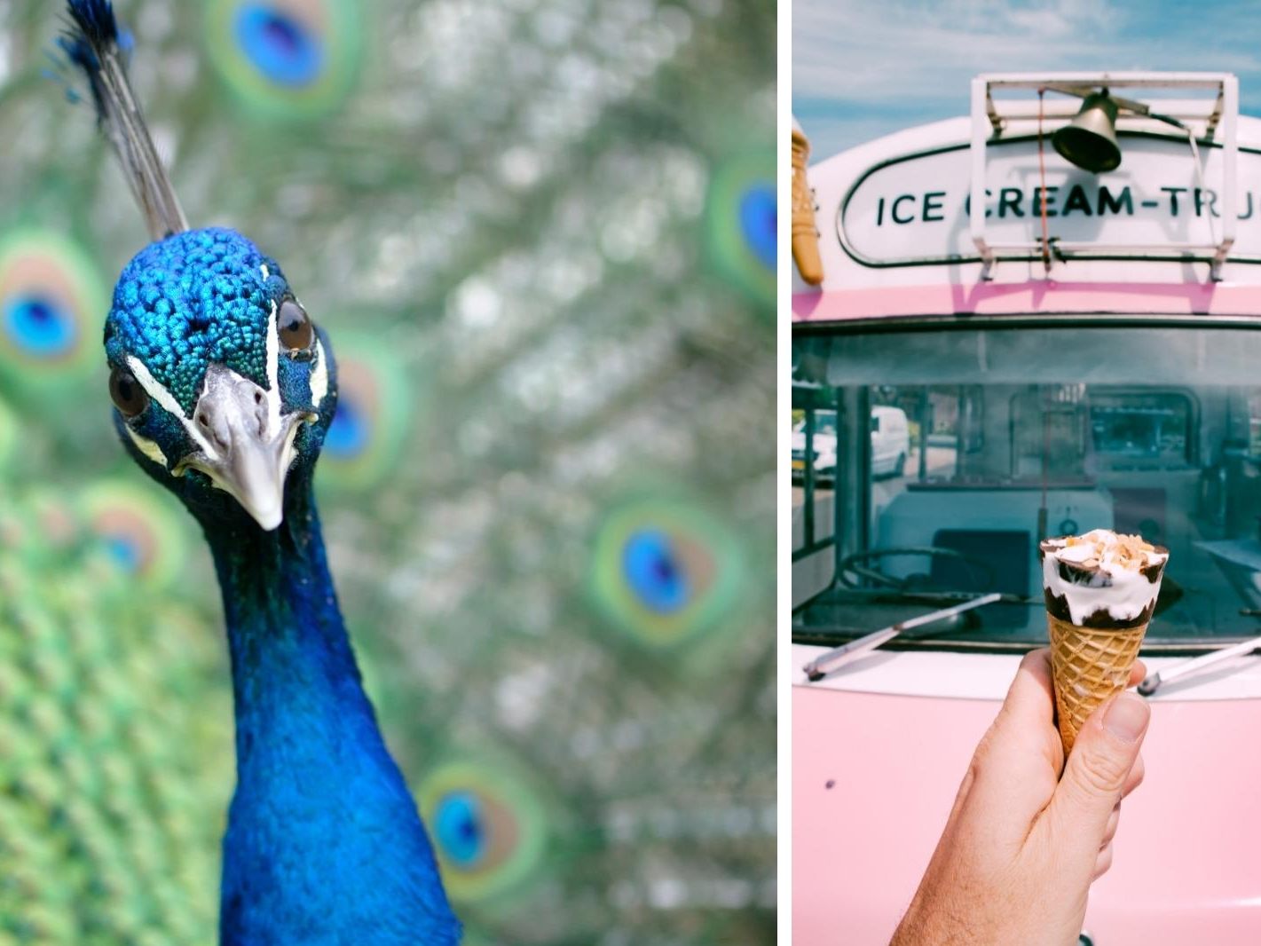 Dieser Pfau ist verrückt nach Eis! Dieser Pfau ist verrückt nach Eis!