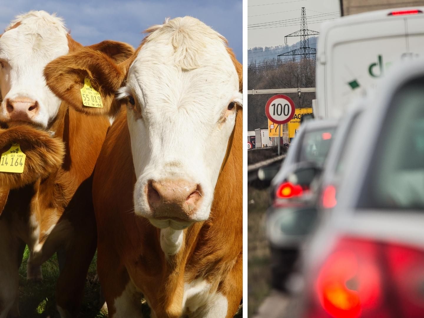 Mehrere Kühe verirrten sich am Montag auf die A14.