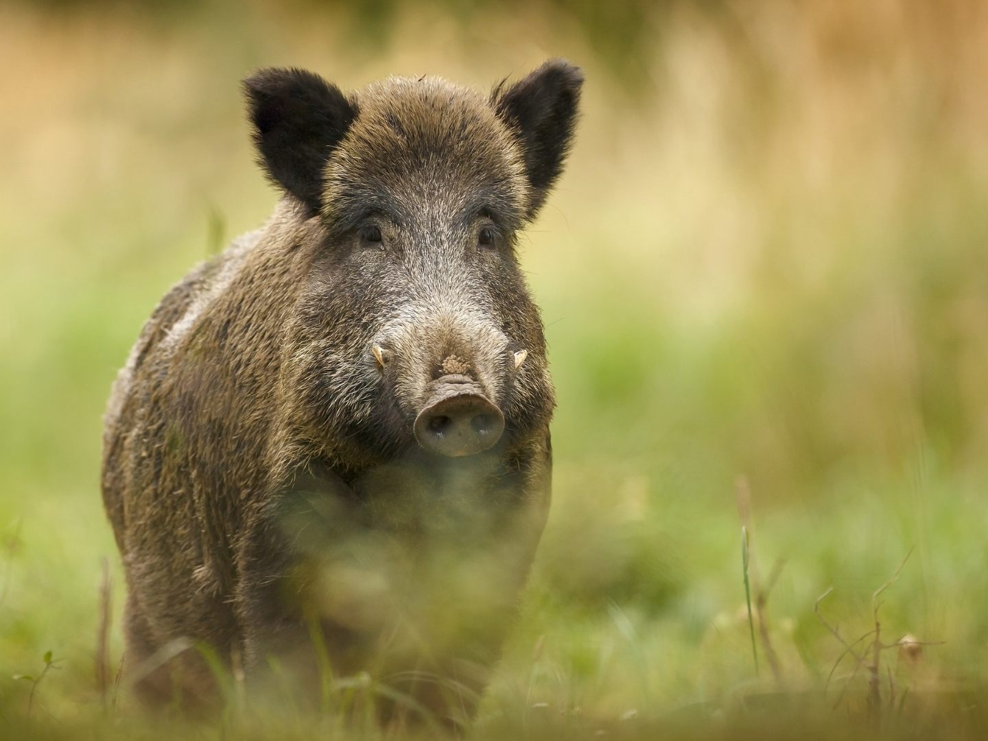 Ein Wildschwein hat in einem Laden für Wirbel gesorgt. Ein Wildschwein hat in einem Laden für Wirbel gesorgt.