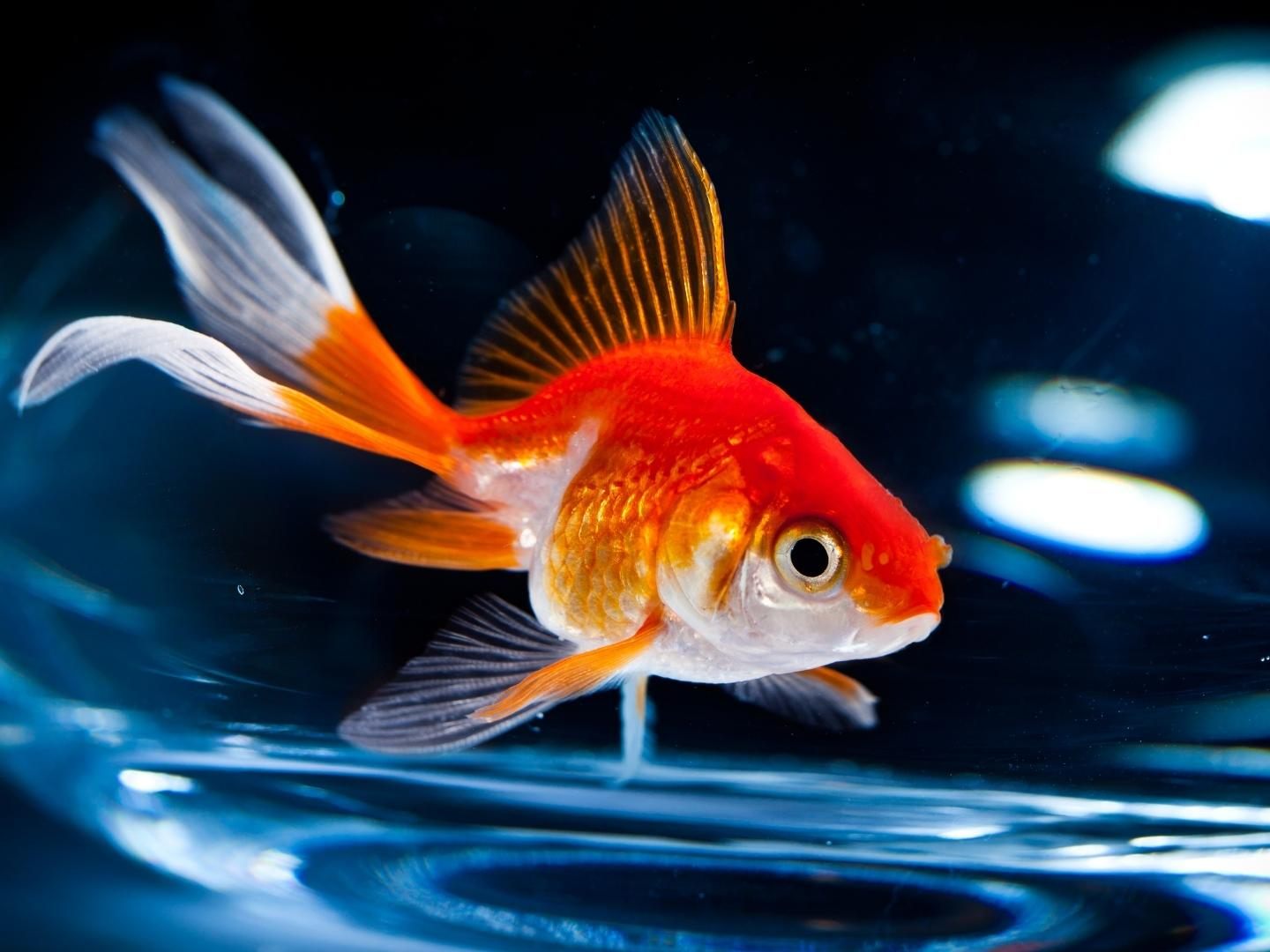 Dieser kleine Fisch konnte glücklicherweise gerettet werden. Dieser kleine Fisch konnte glücklicherweise gerettet werden.