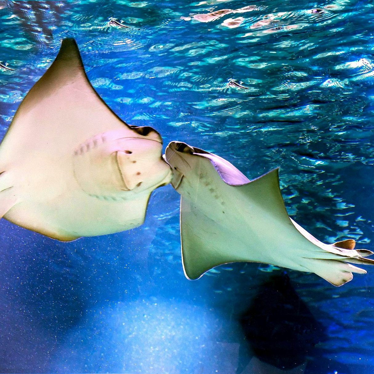 Die Kuh-Nasen-Rochen im Wiener Haus des Meeres sind umgezogen