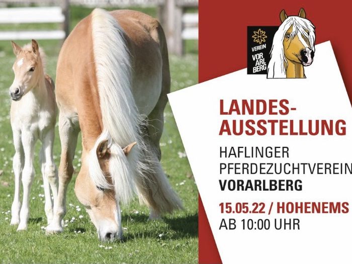 Haflingerzuchtverein Vorarlberg Haflingerzuchtverein Vorarlberg