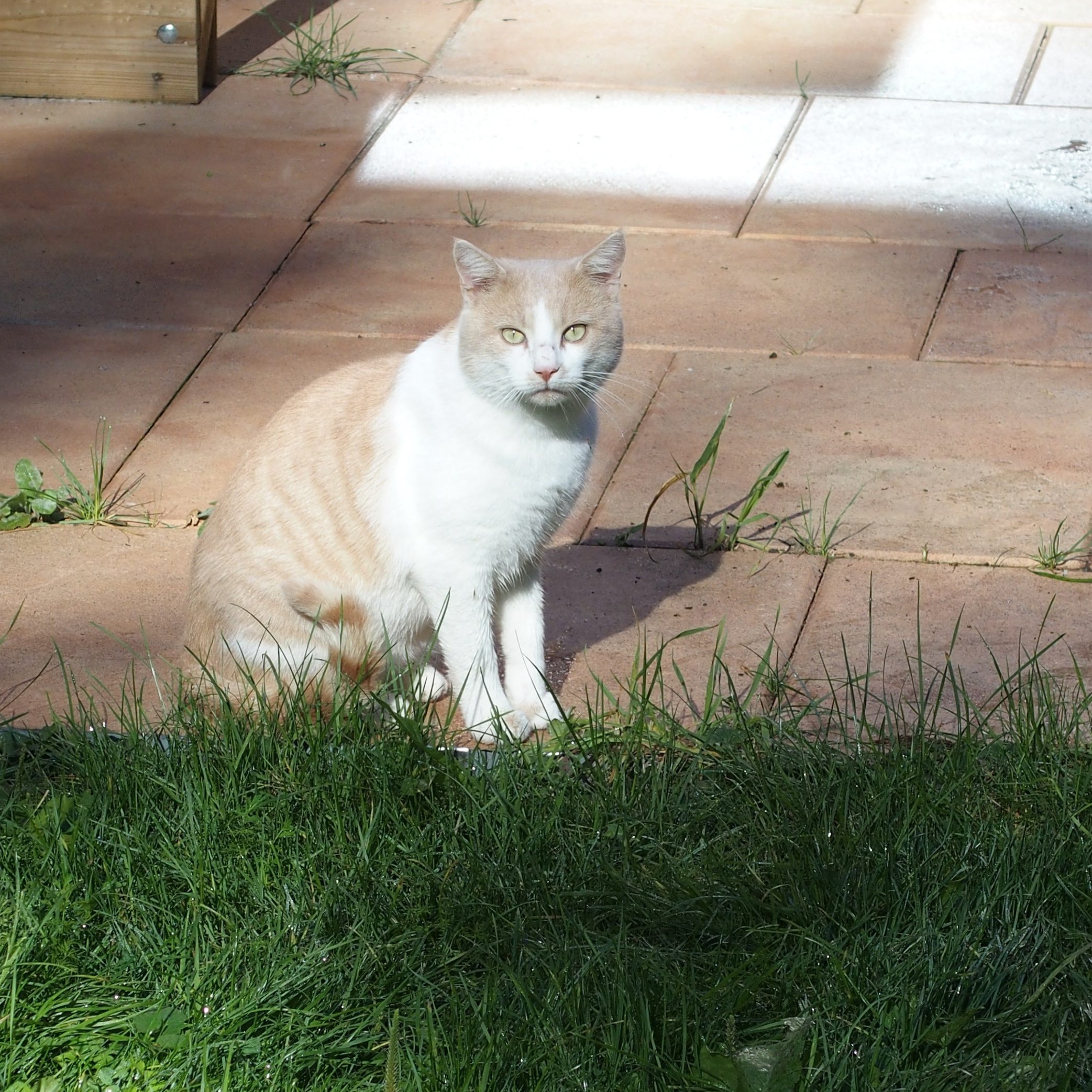 Merlin aus Eichenberg