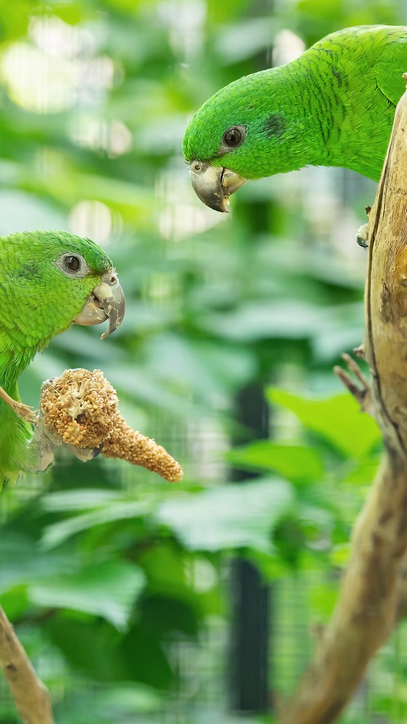 Werden diese beiden eine "beflügelte Liebesgeschichte" erleben?