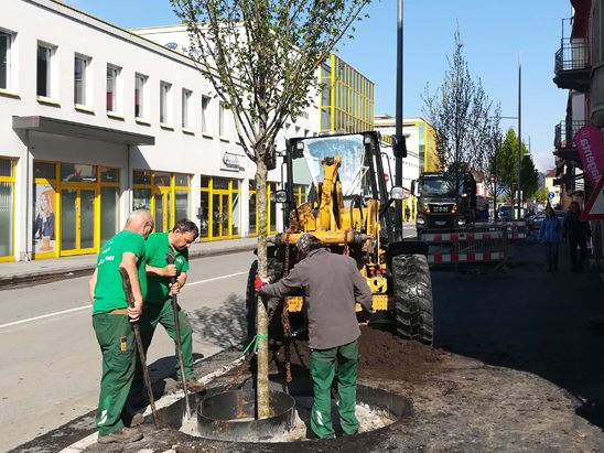 Drei Hainbuchen wurden in der Hermann-Sanderstraße gepflanzt. Drei Hainbuchen wurden in der Hermann-Sanderstraße gepflanzt.