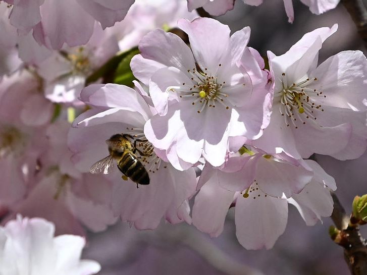 Wiens Flora und Fauna kann man auf den Stadtspaziergängen kennenlernen. Wiens Flora und Fauna kann man auf den Stadtspaziergängen kennenlernen.