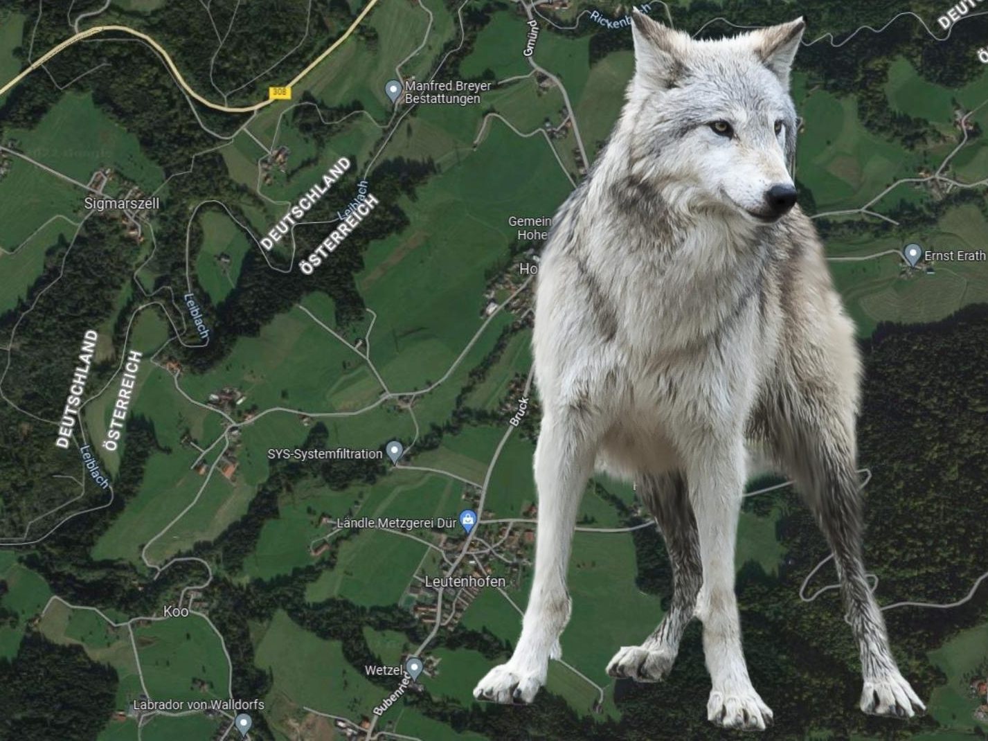 Der Wolf wurde in unmittelbarer Nähe zur Grenze nach Vorarlberg gesichtet. Der Wolf wurde in unmittelbarer Nähe zur Grenze nach Vorarlberg gesichtet.