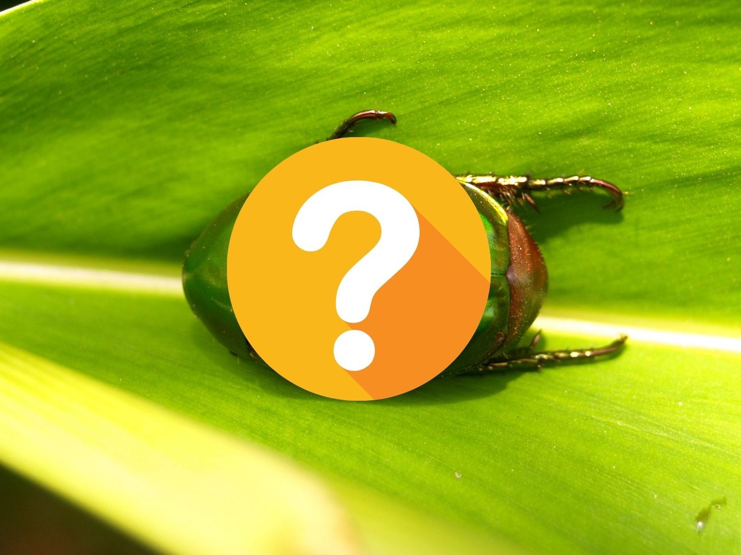 Neuer Käfer: Bisher unbekannte Spezies im Burgenland entdeckt.