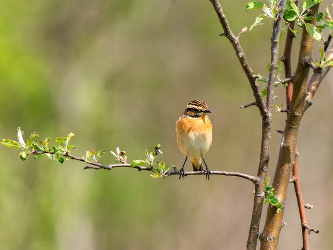 Mit den Exkursionen können Interessierte die Vogelwelt im Dornbirner Ried kennenlernen.