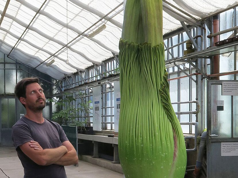 Die Titanwurz oder auch Amorphophallus titanum kurz vor dem Blütenstand am 27. 5. 2022 mit knapp zwei Meter Höhe. Neben ihr steht Botaniker David Prehsler. Die Titanwurz oder auch Amorphophallus titanum kurz vor dem Blütenstand am 27. 5. 2022 mit knapp zwei Meter Höhe. Neben ihr steht Botaniker David Prehsler.