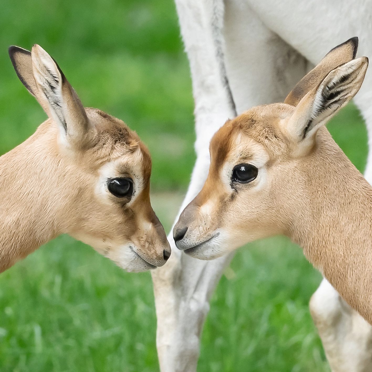 Nachwuchs bei den Mhorrgazellen vermeldet der Tiergarten Schönbrunn