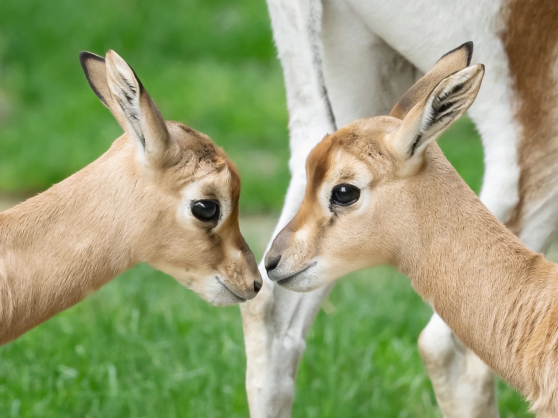 Nachwuchs bei den Mhorrgazellen vermeldet der Tiergarten Schönbrunn Nachwuchs bei den Mhorrgazellen vermeldet der Tiergarten Schönbrunn