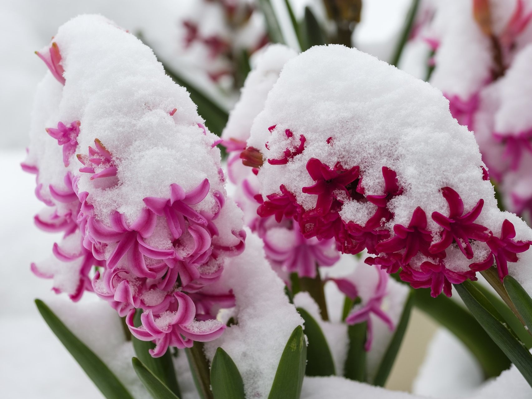 Wenn im Frühling noch einmal der Frost kommt - sind oftmals die Eisheiligen am Werk Wenn im Frühling noch einmal der Frost kommt - sind oftmals die Eisheiligen am Werk