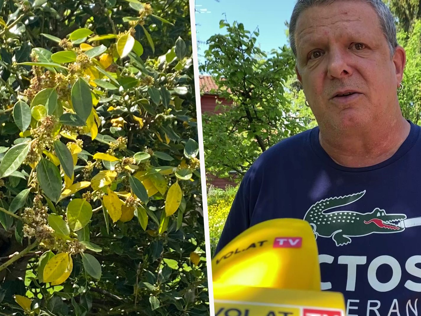 Heuer ist ein Mastjahr. Was es damit auf sich hat.