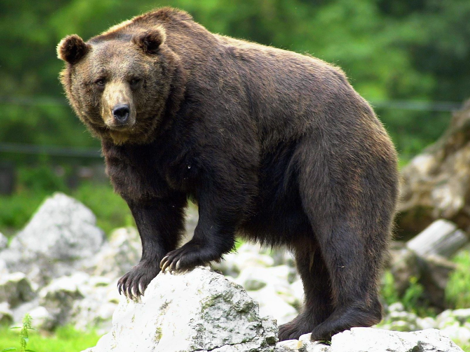 In Lech wurde scheinbar ein Braunbär gesichtet In Lech wurde scheinbar ein Braunbär gesichtet