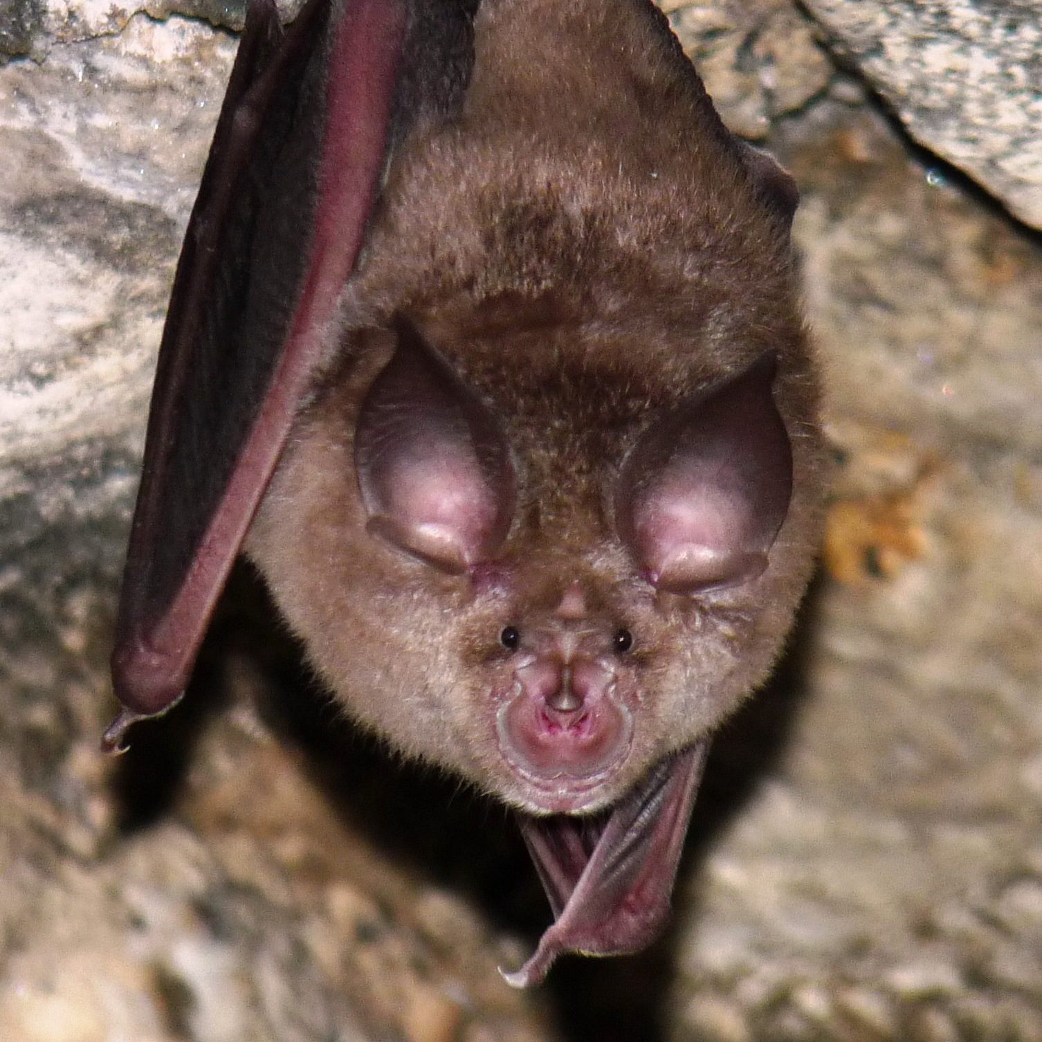 Der hohe Schadstoffgehalt in der Umwelt und der Verlust von Lebensraum bedrohen die Fledermäuse in Österreich.