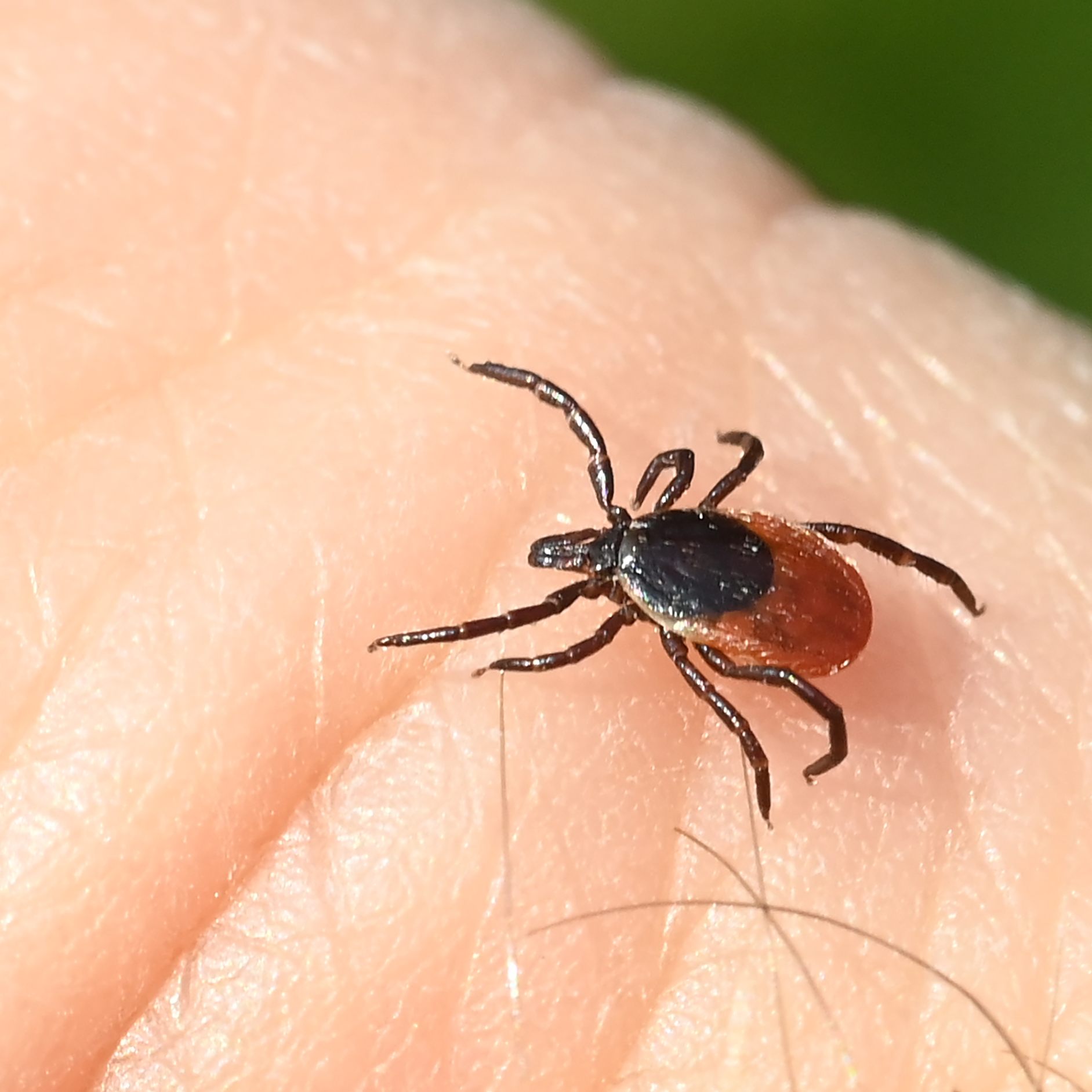 FSME ist wieder auf dem Vormarsch.