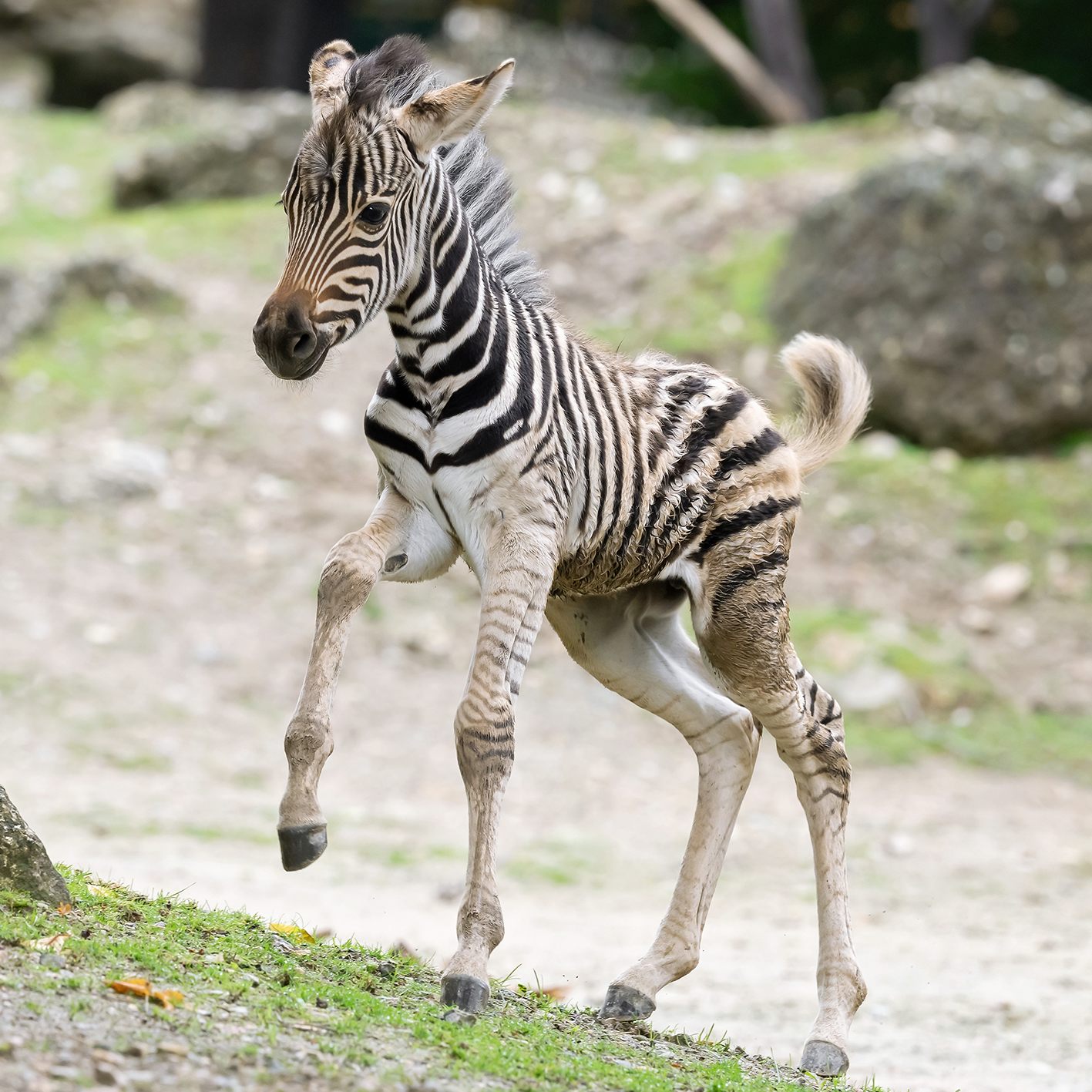 Das Zebra-Fohlen erkundet bereits die Anlage im Tiergarten Schönbrunn.