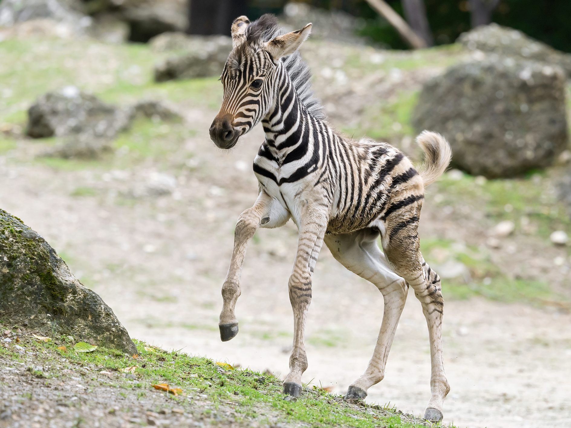 Anfang Juni erblickte im Tiergarten Schönbrunn ein Burchell-Zebra das Licht der Welt