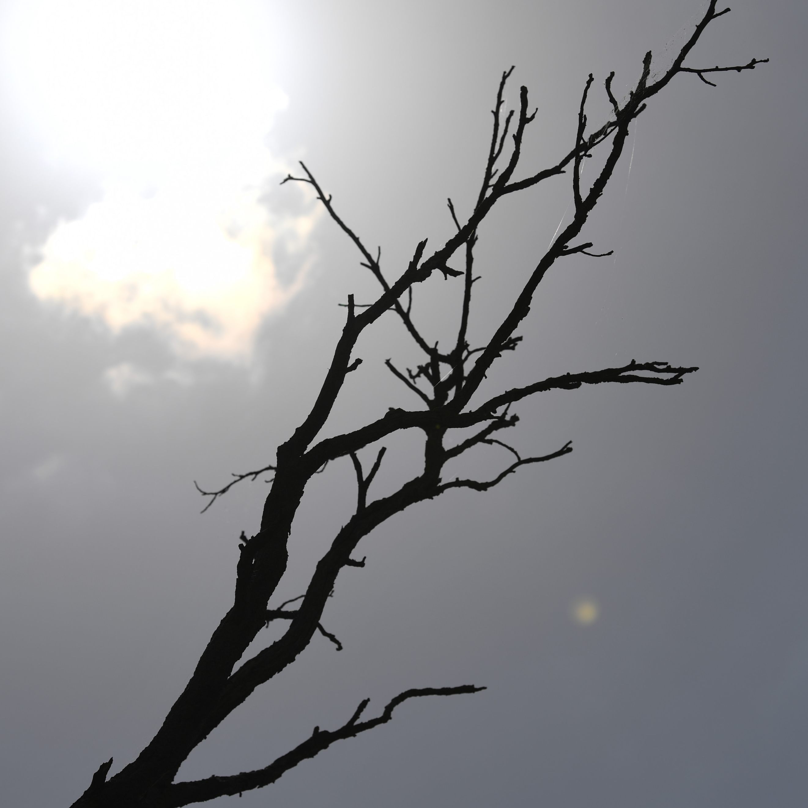 Die "Klimaklage" von Global 2000 kommt vor die Gerichtshöfe.