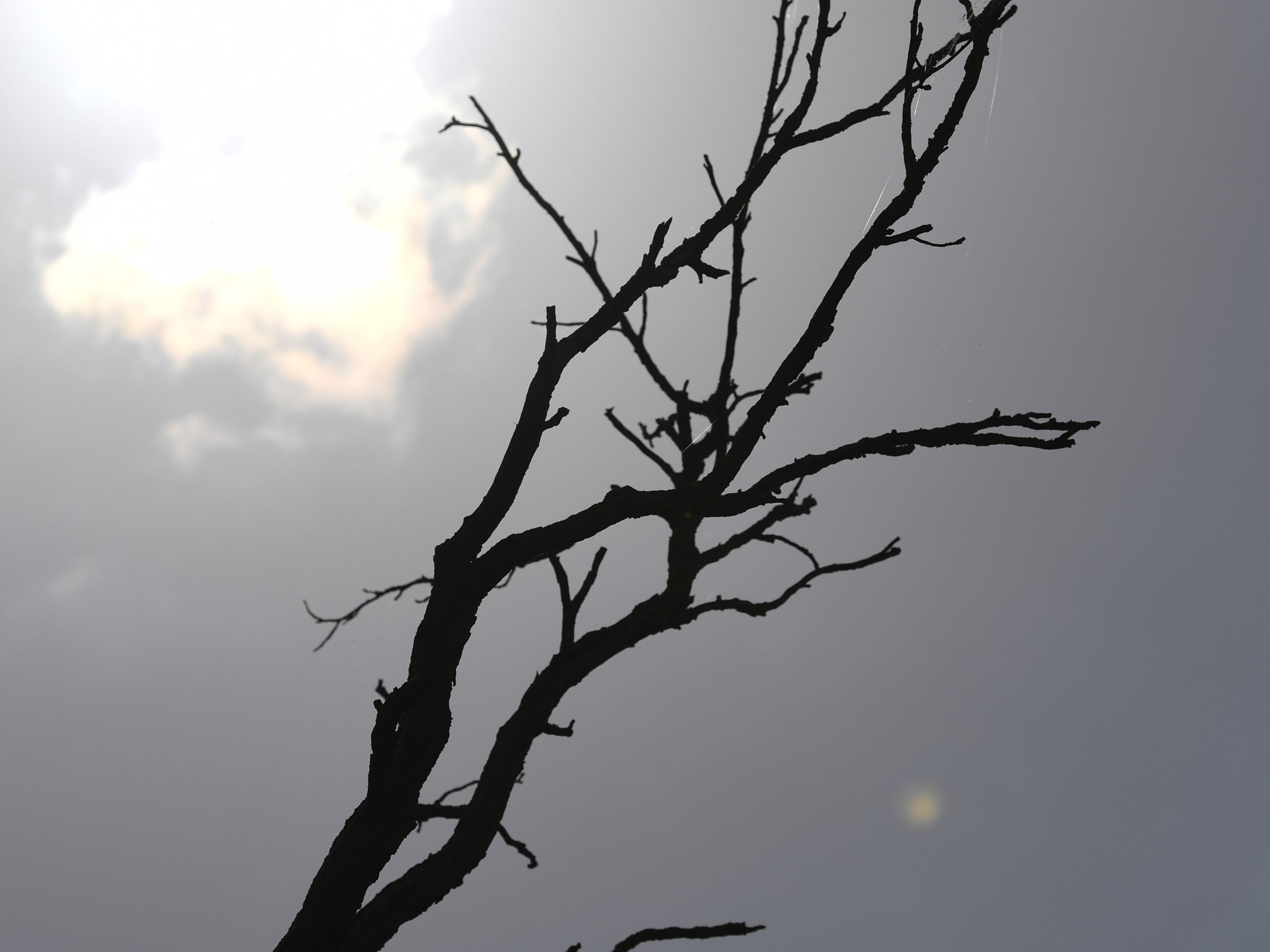 Die "Klimaklage" von Global 2000 kommt vor die Gerichtshöfe.