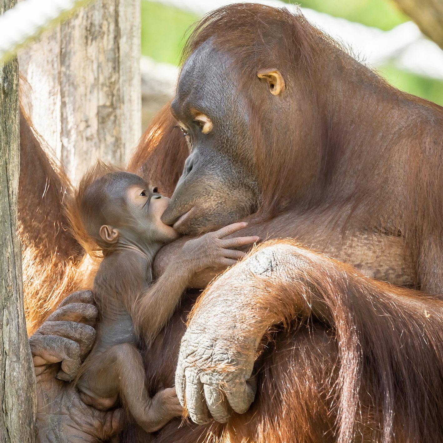 Der Orang-Utan-Nachwuchs im Tiergarten Schönbrunn heißt "Kendari".