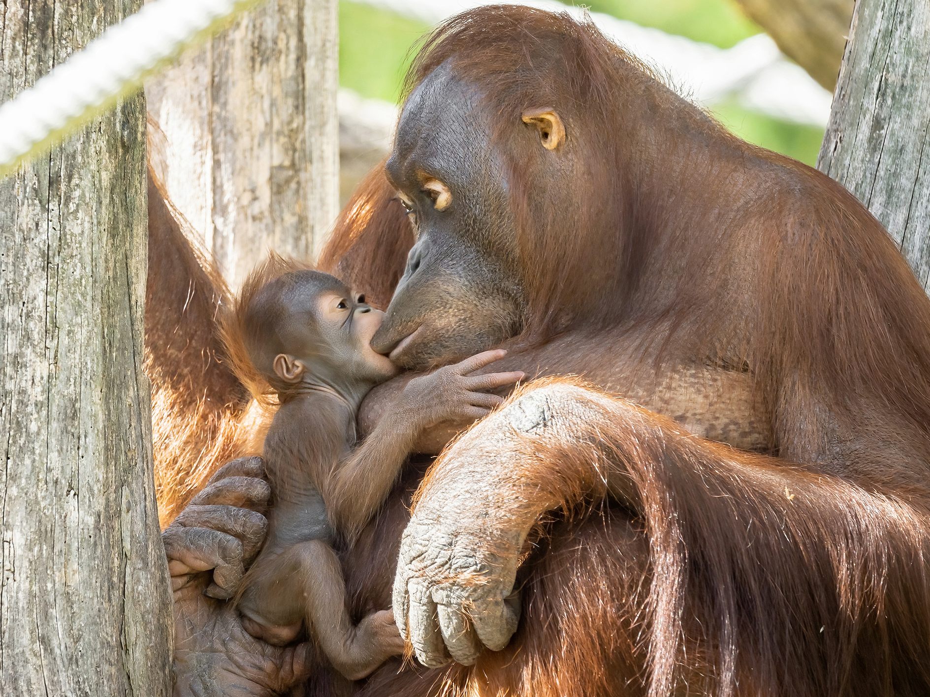 Der Orang-Utan-Nachwuchs im Tiergarten Schönbrunn heißt "Kendari". Der Orang-Utan-Nachwuchs im Tiergarten Schönbrunn heißt "Kendari".
