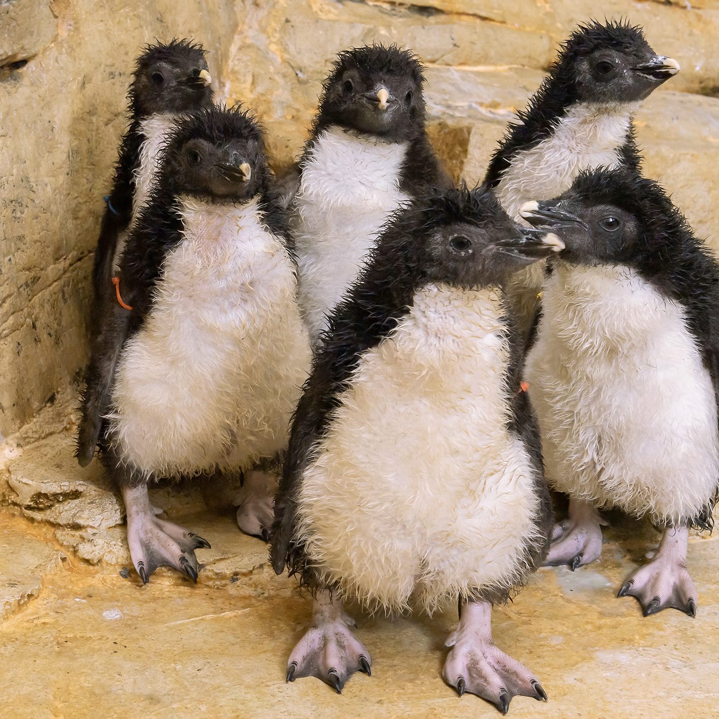 Ein halbes Dutzend Pinguin-Küken - es handelt sich um Felsenpinguine - schlüpfte im Wiener Tiergarten Schönbrunn.
