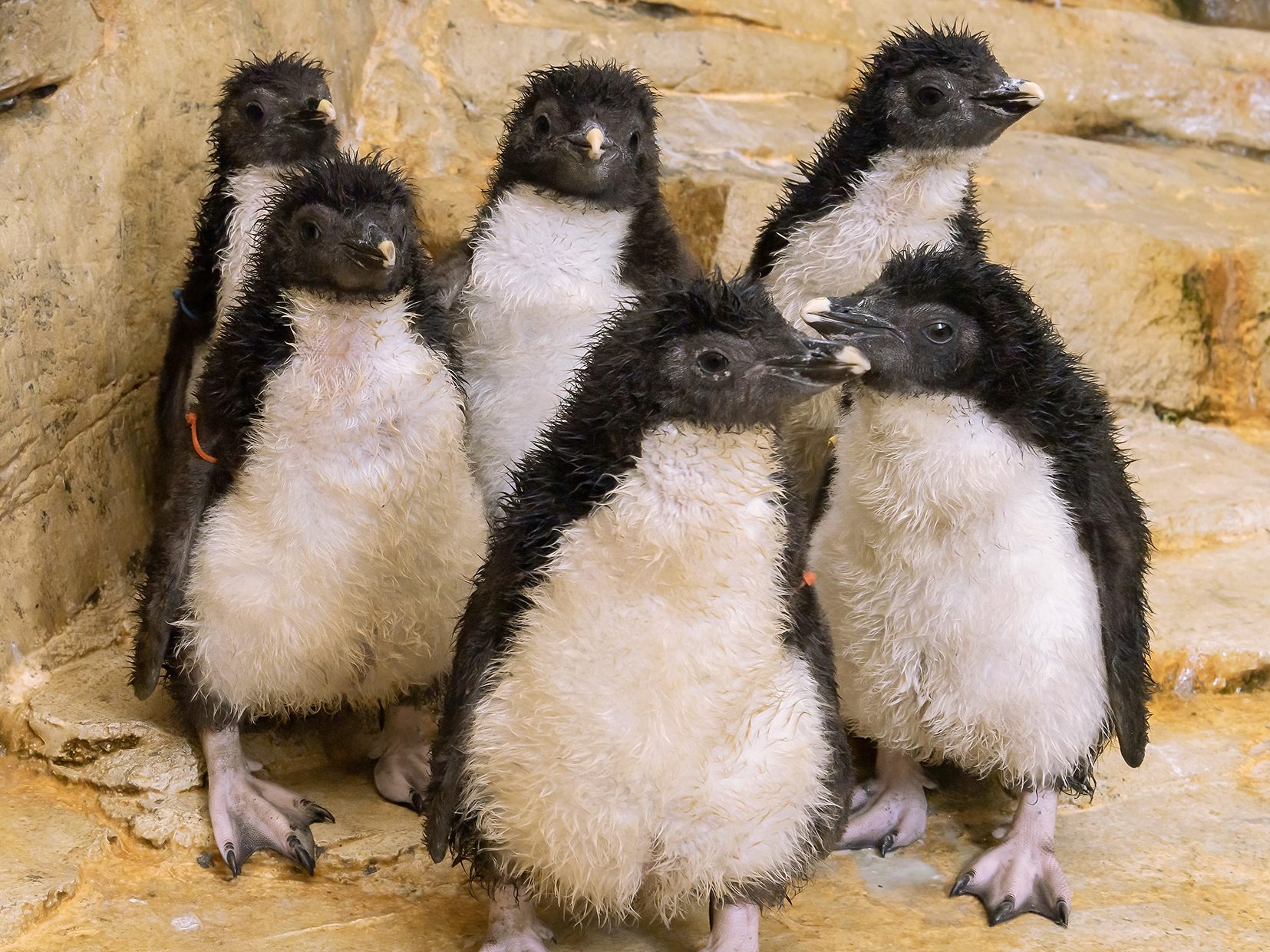 In den letzten Frühlingswochen sind insgesamt sechs Felsenpinguin-Küken geschlüpft.