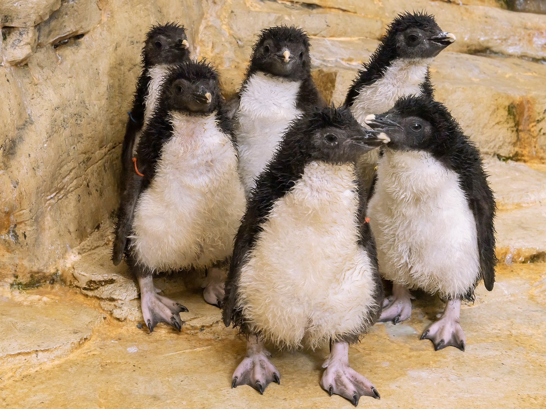 Ein halbes Dutzend Pinguin-Küken - es handelt sich um Felsenpinguine - schlüpfte im Wiener Tiergarten Schönbrunn. Ein halbes Dutzend Pinguin-Küken - es handelt sich um Felsenpinguine - schlüpfte im Wiener Tiergarten Schönbrunn.