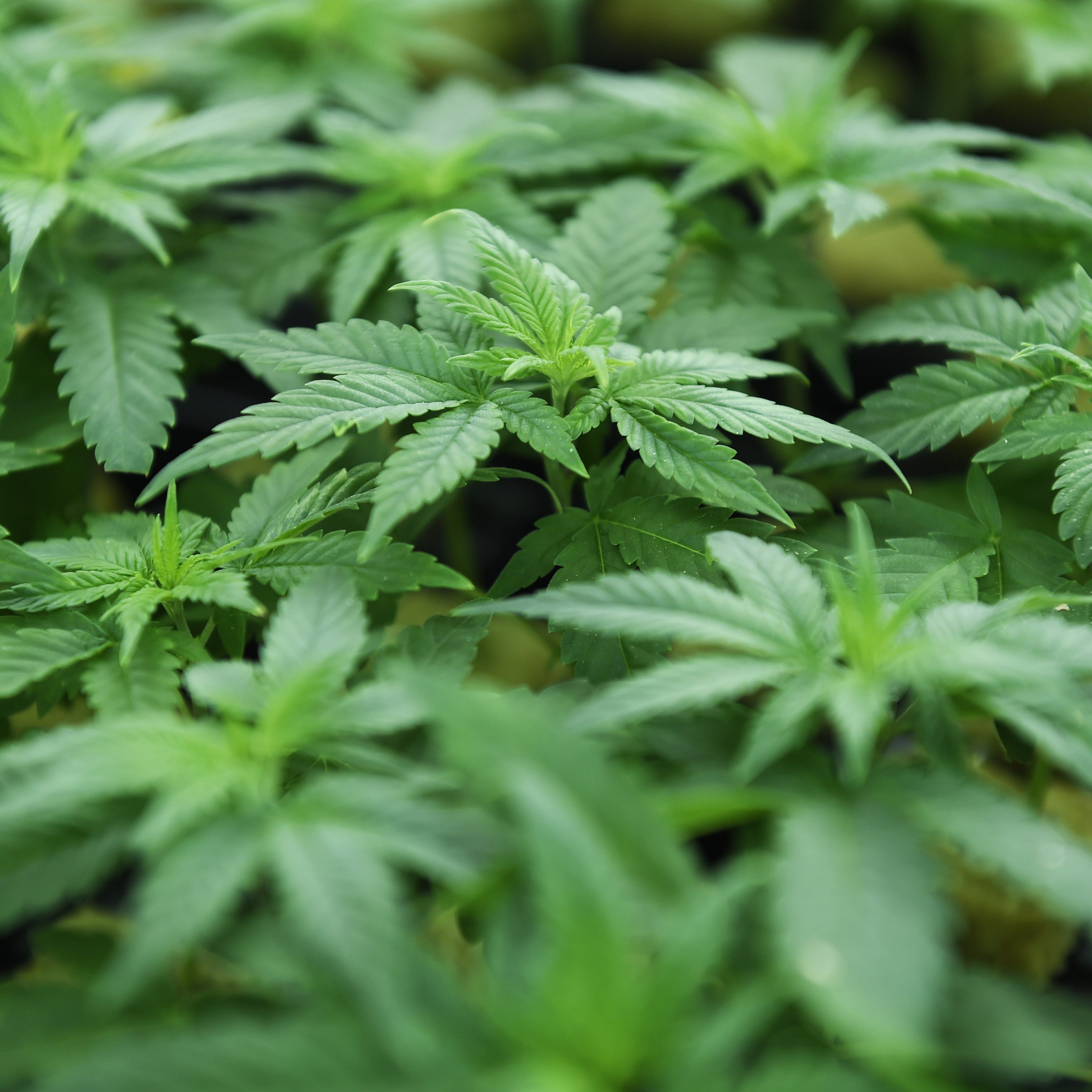 Laut den Vereinten Nationen belastet der stärkere Cannabiskonsum die Gesundheitssysteme.