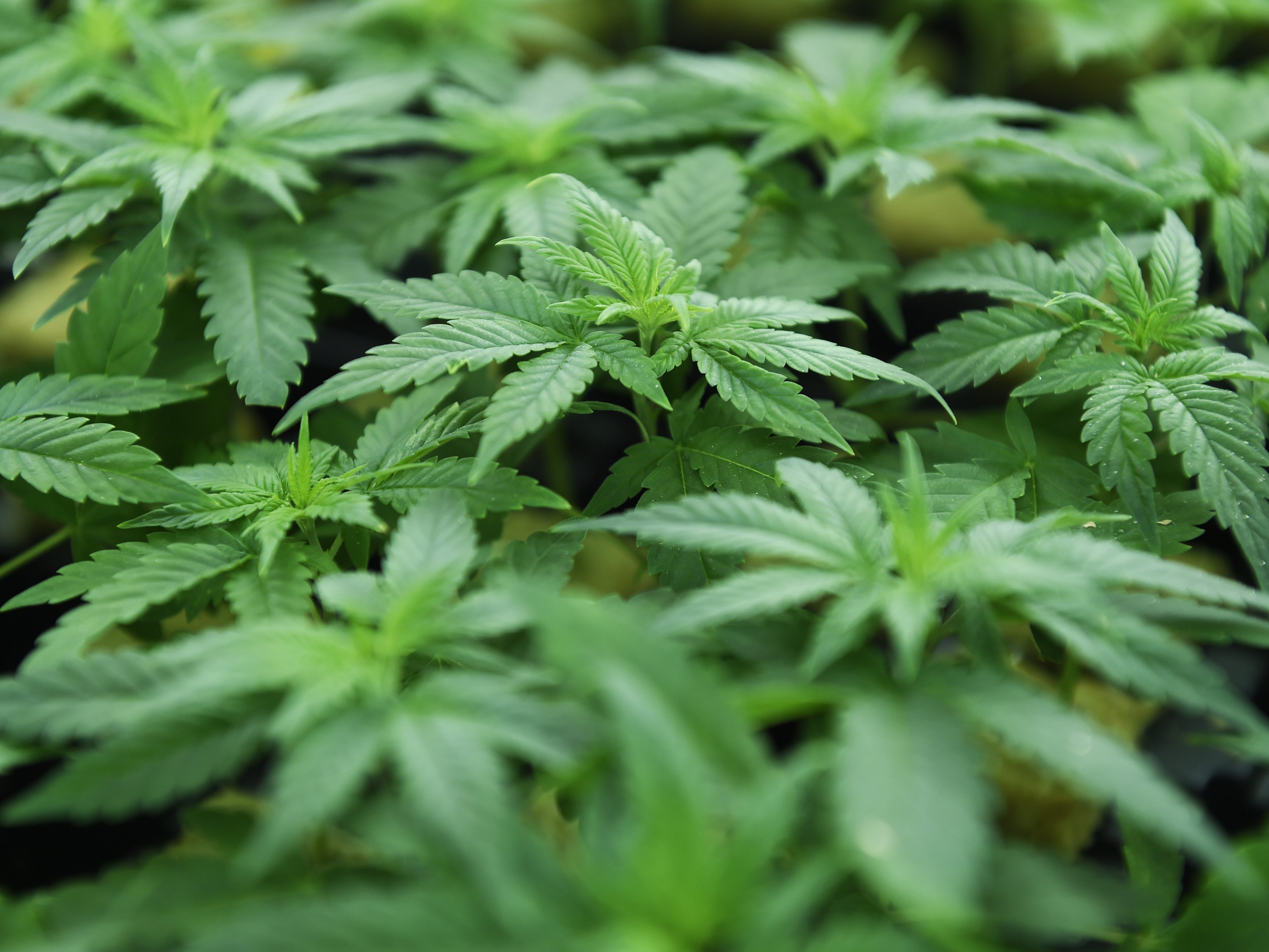Laut den Vereinten Nationen belastet der stärkere Cannabiskonsum die Gesundheitssysteme.