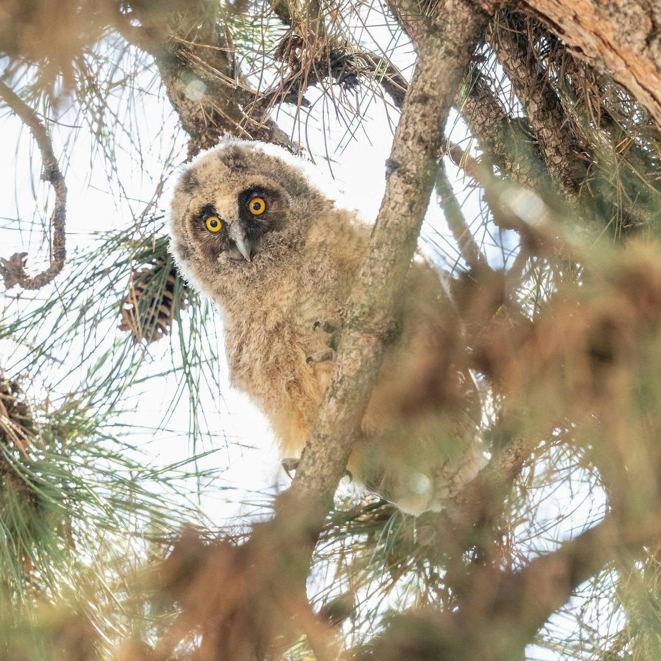 Die Waldohreulen haben ein Nest am Maria-Theresien-Platz in der Wiener Innenstadt.